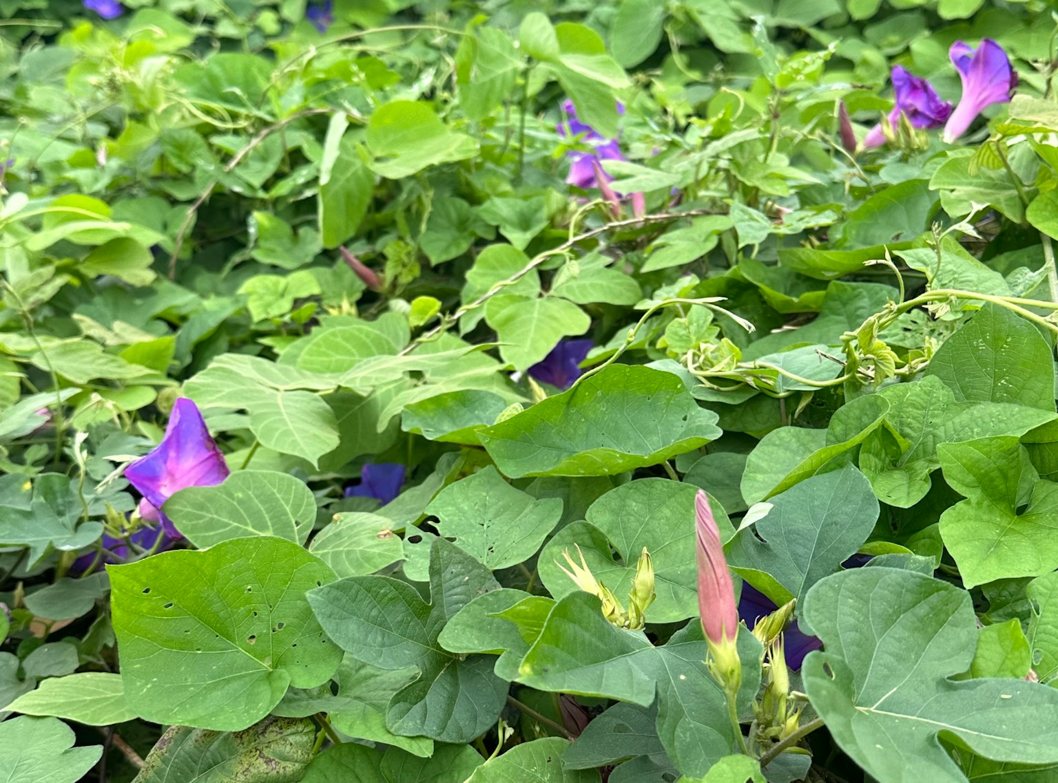 密集的綠色葉子和紫色花的生長