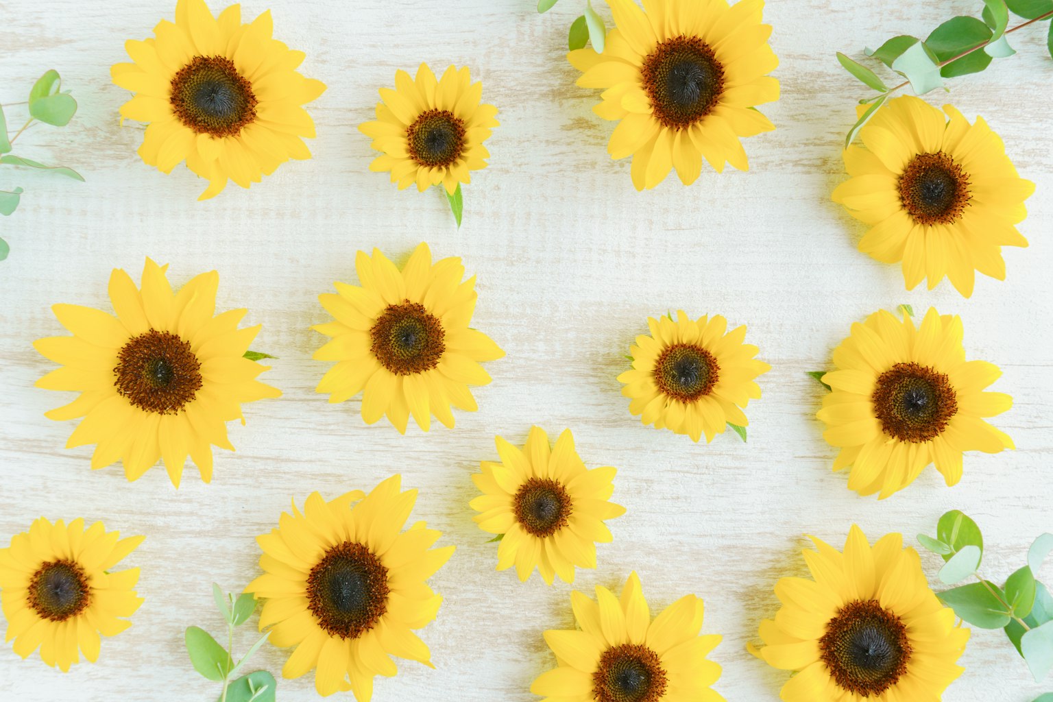 Girasoli gialli brillanti disposti su uno sfondo bianco