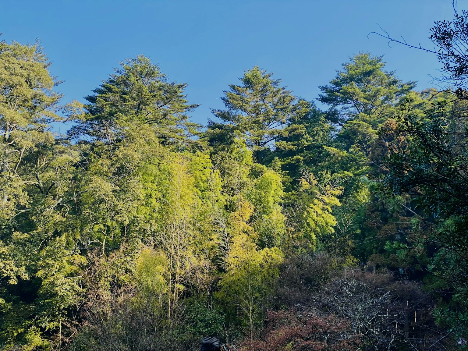 藍天下的郁郁蔥蔥森林景觀與各種樹木