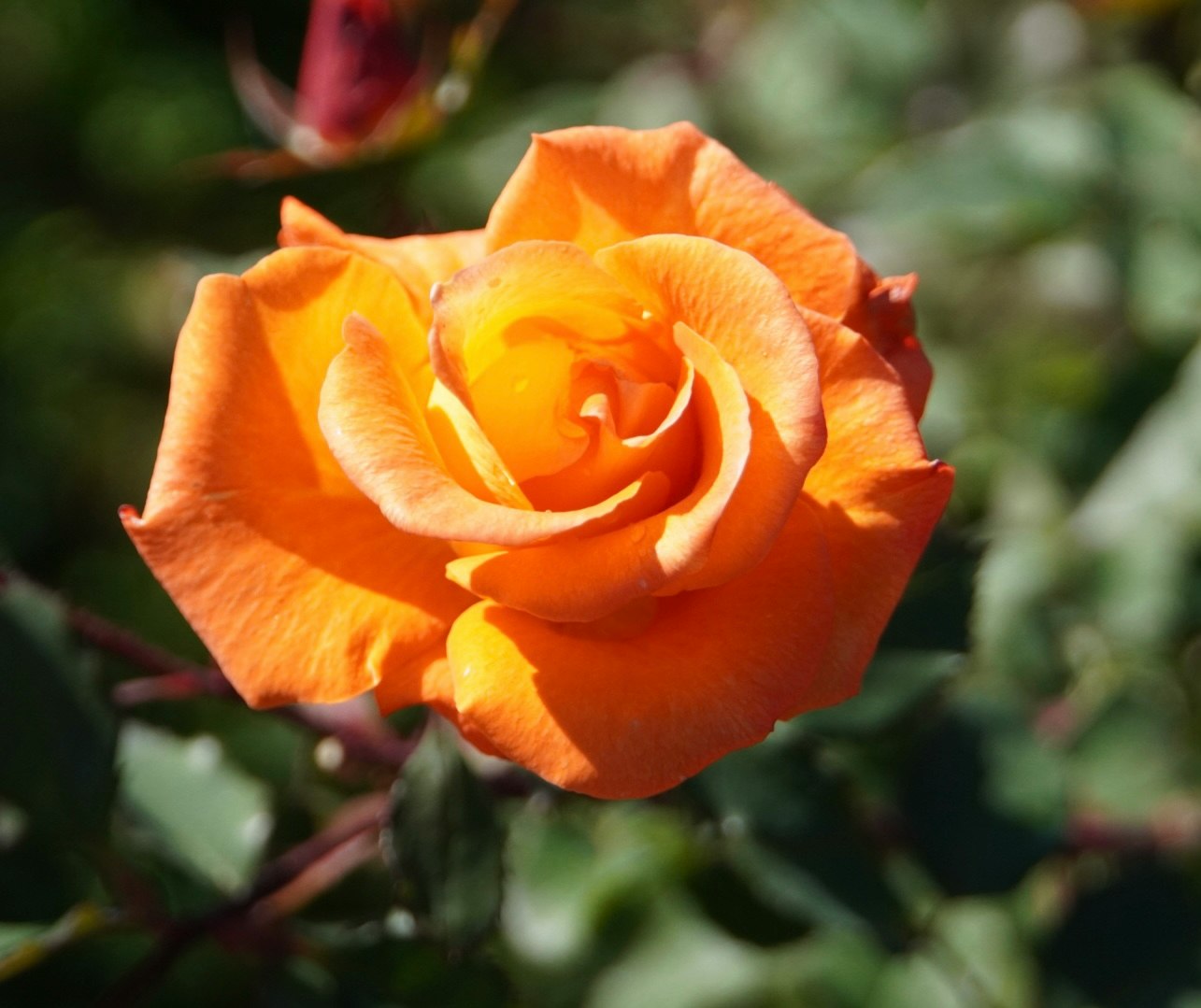 オレンジのバラの花のクローズアップ