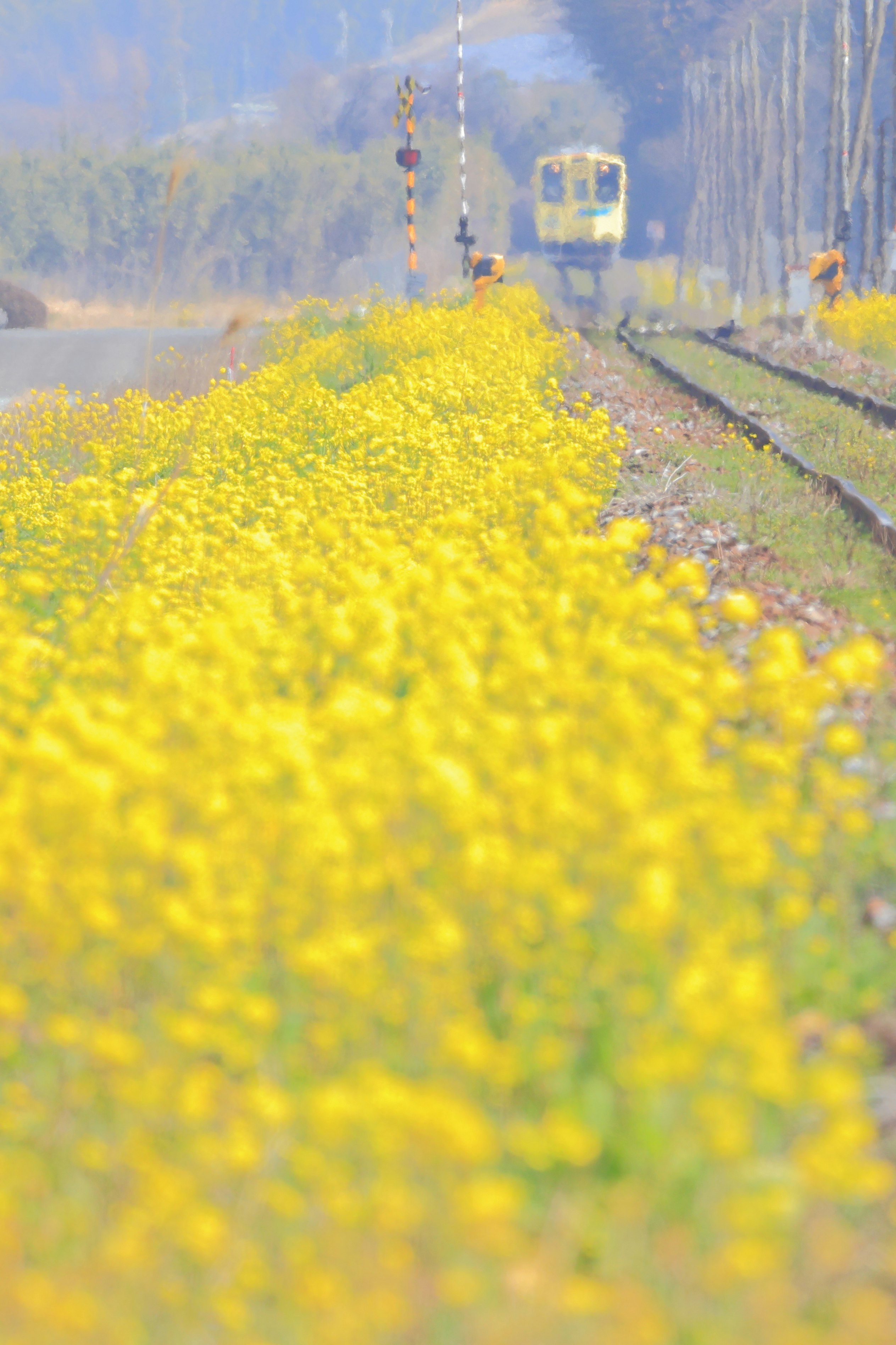Rapeseed blossoms along the Heisei Chikuho Railway Tagawa Line tracks with the “Nanohana-go” train