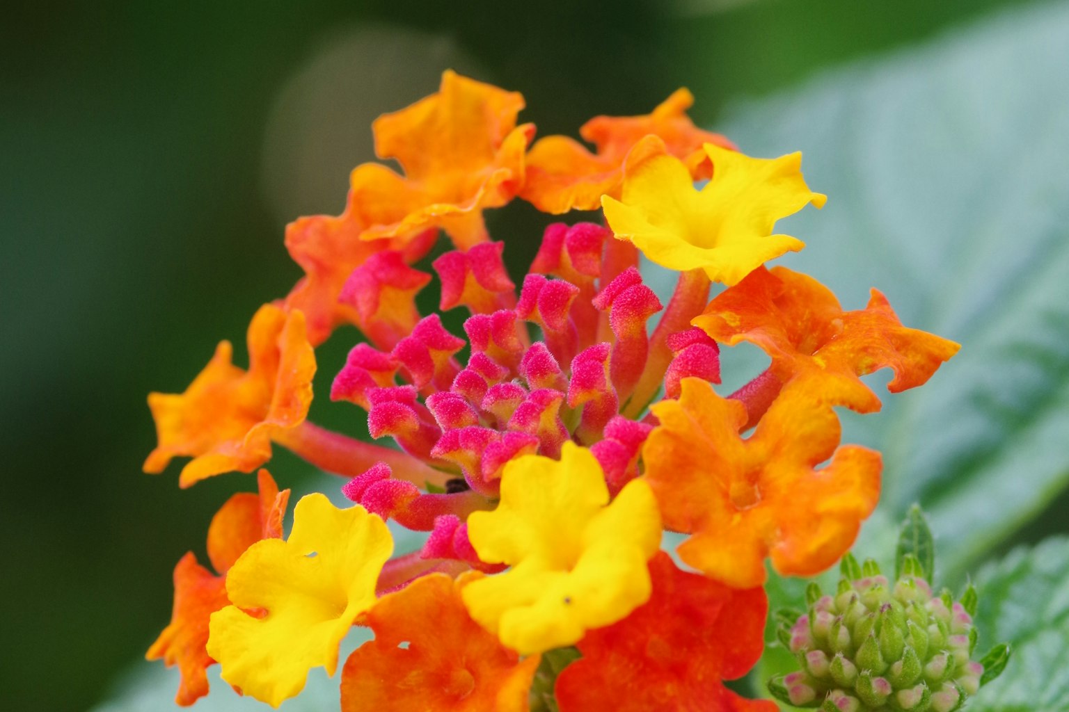 Primo piano di fiori di Lantana arancioni e gialli vivaci