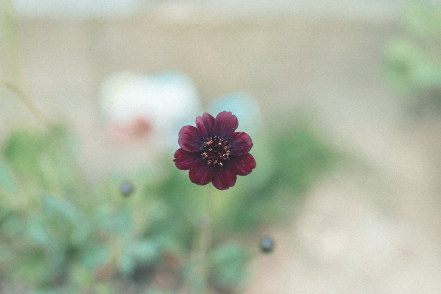 Una flor morada vibrante en primer plano con un fondo borroso