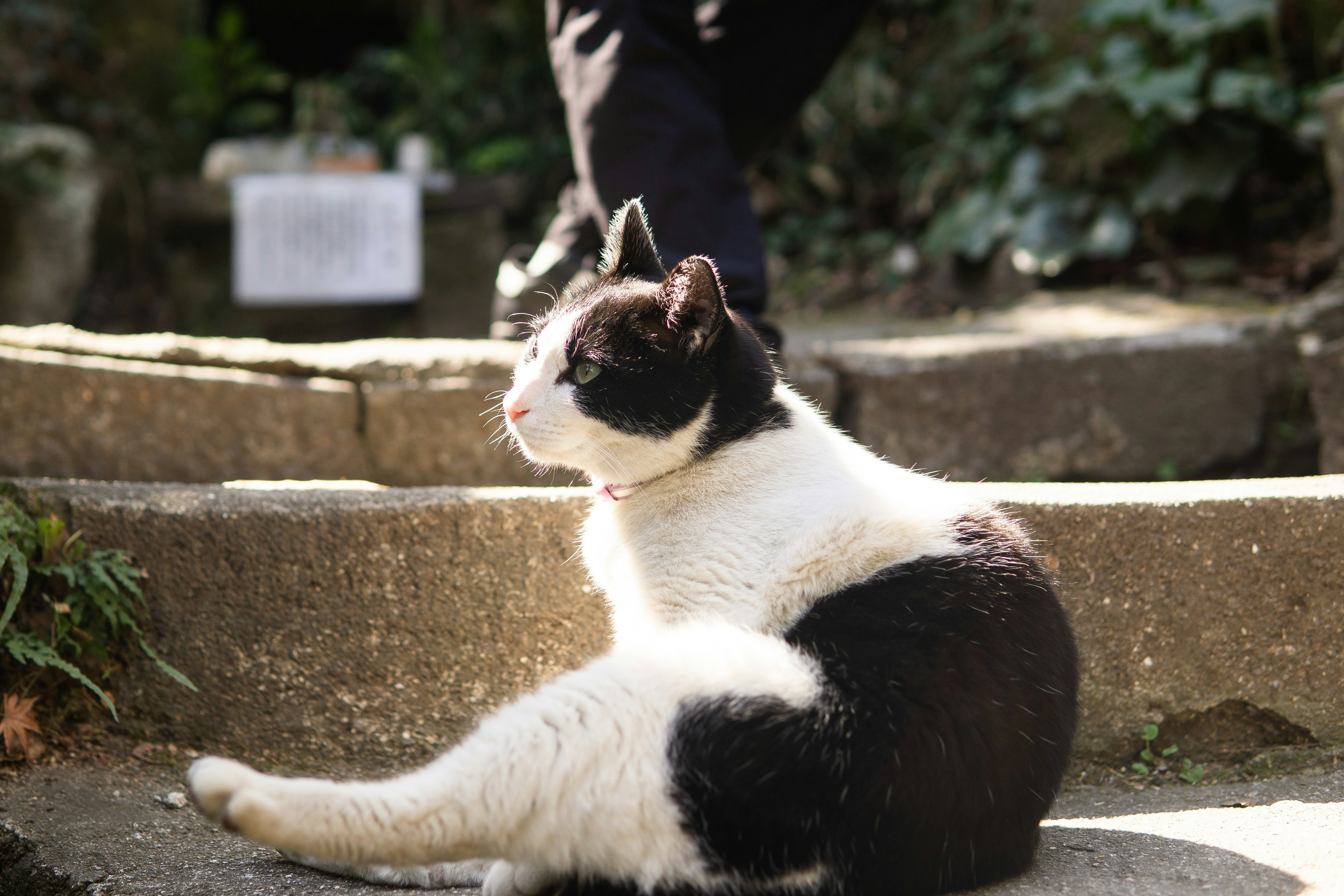 石段の上でくつろぐ三毛猫