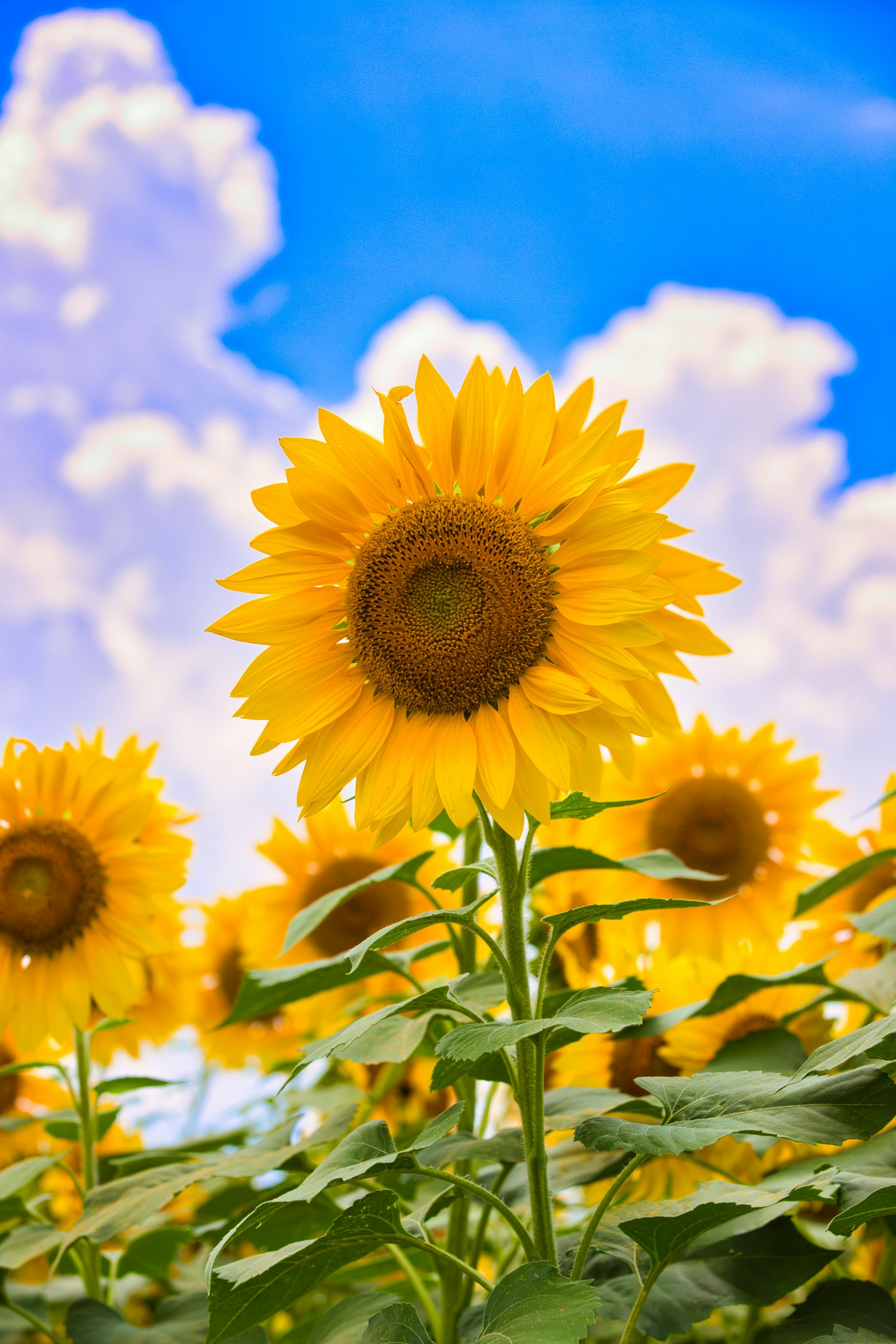 Fleurs de tournesols brillantes fleurissant sous un ciel bleu avec des nuages blancs