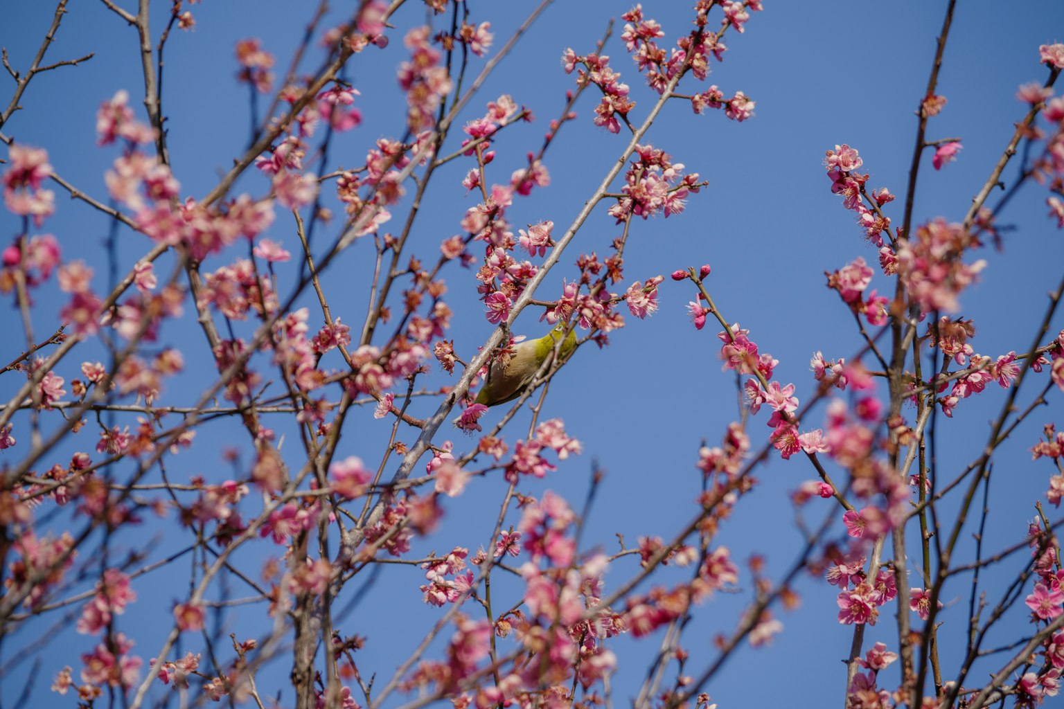 Un oiseau perché parmi des cerisiers en fleurs sous un ciel bleu
