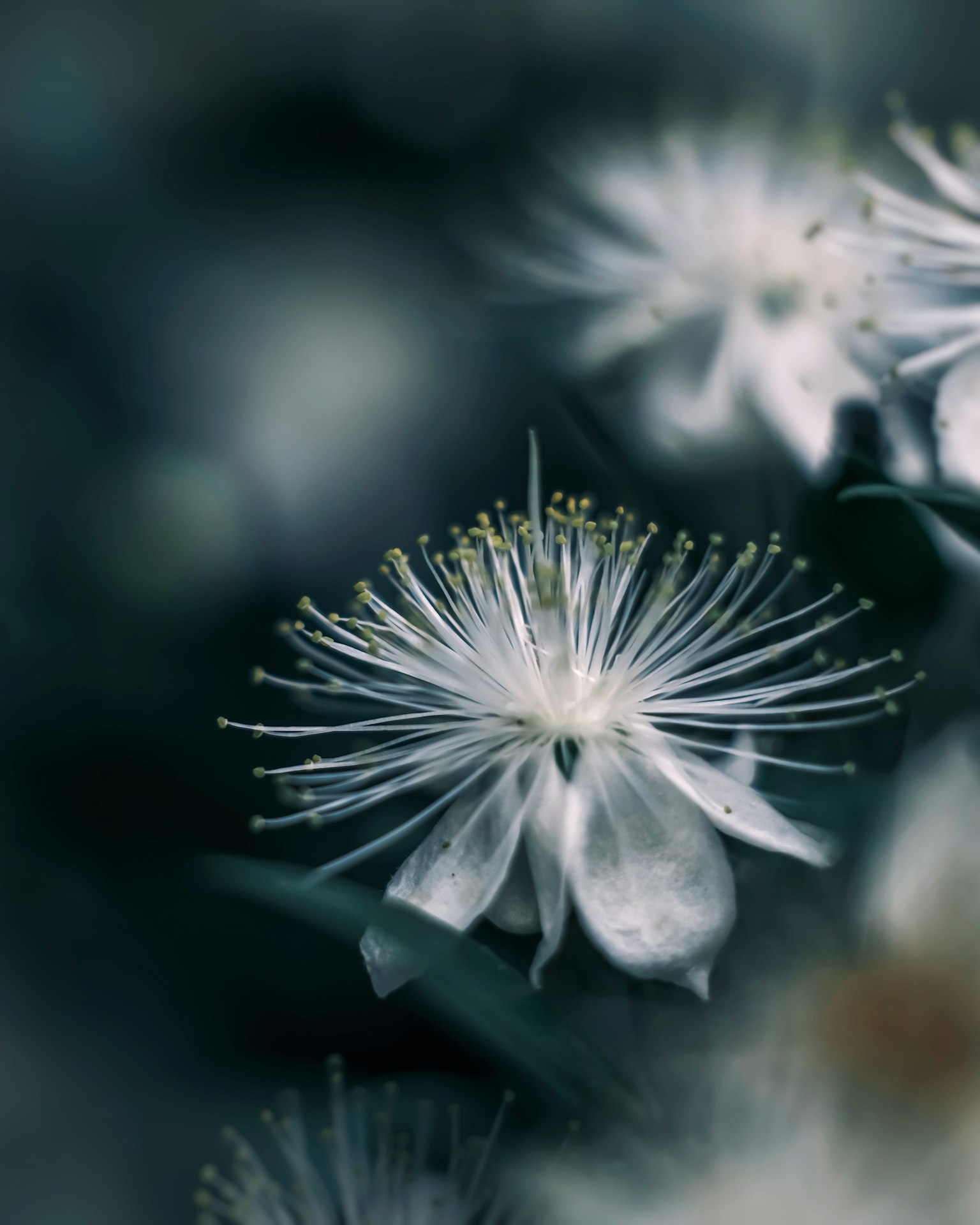 Acercamiento de una delicada flor blanca con filamentos únicos y fondo oscuro
