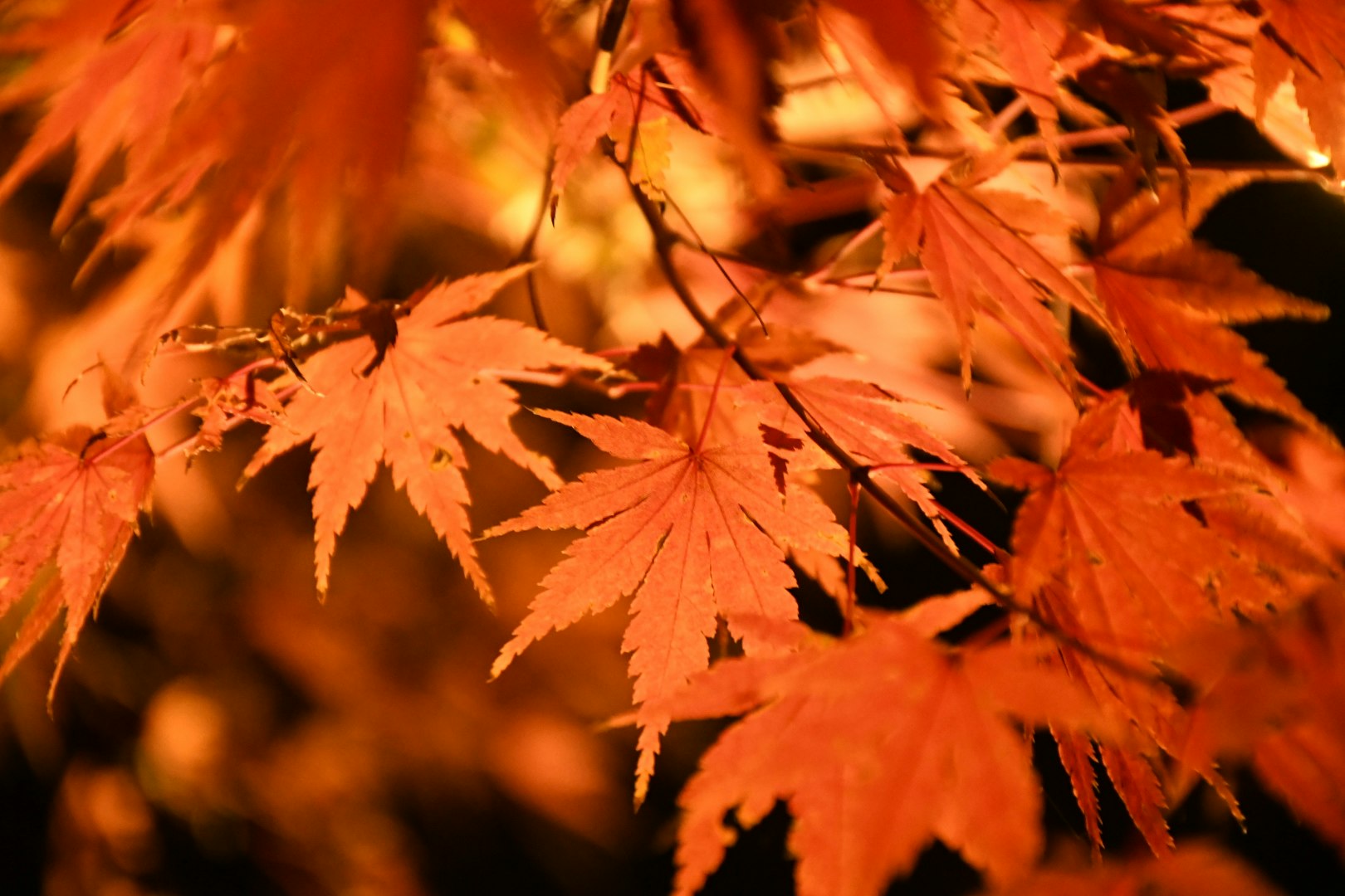 オレンジ色に染まった紅葉の枝先