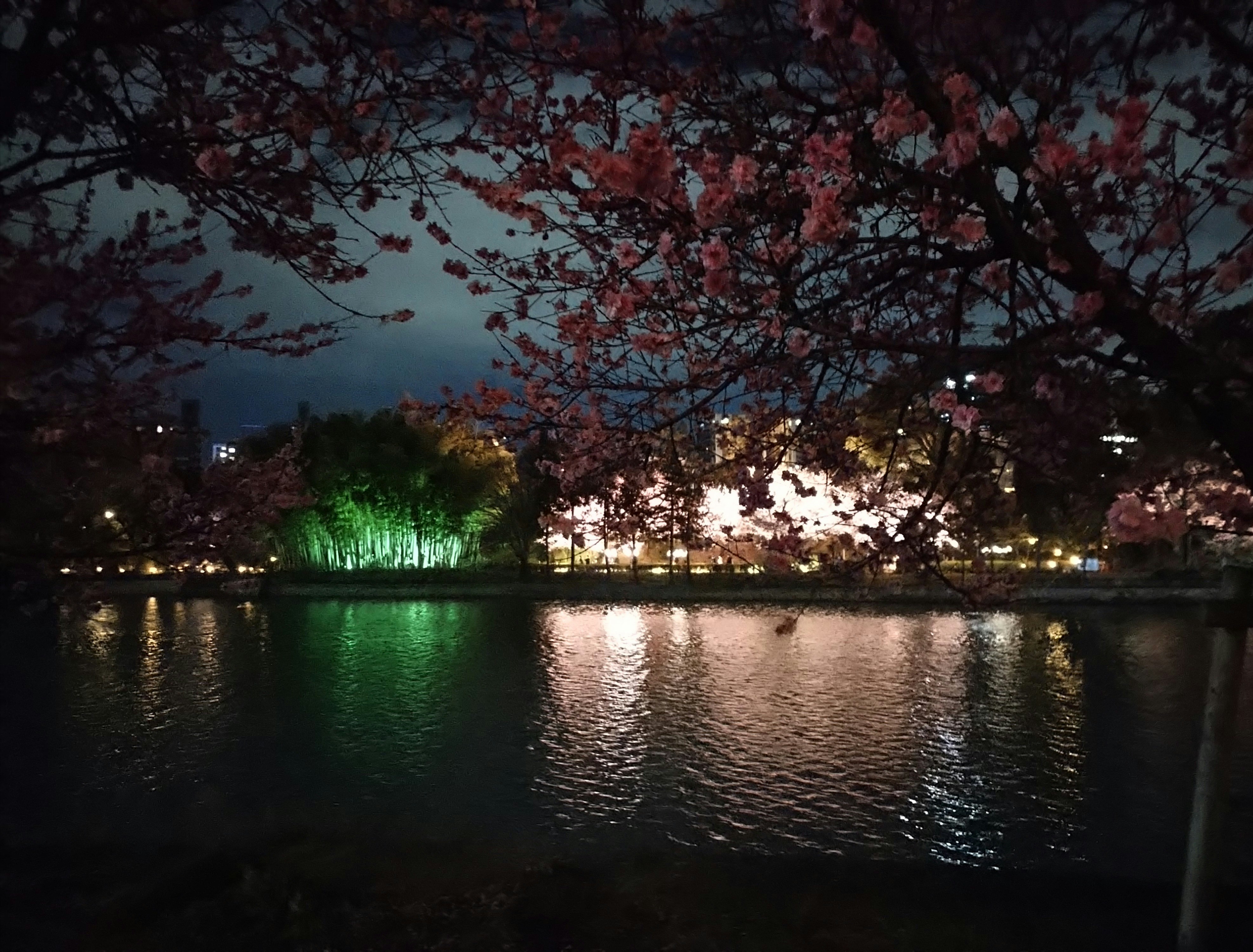 川沿いにライトアップされた桜の反射