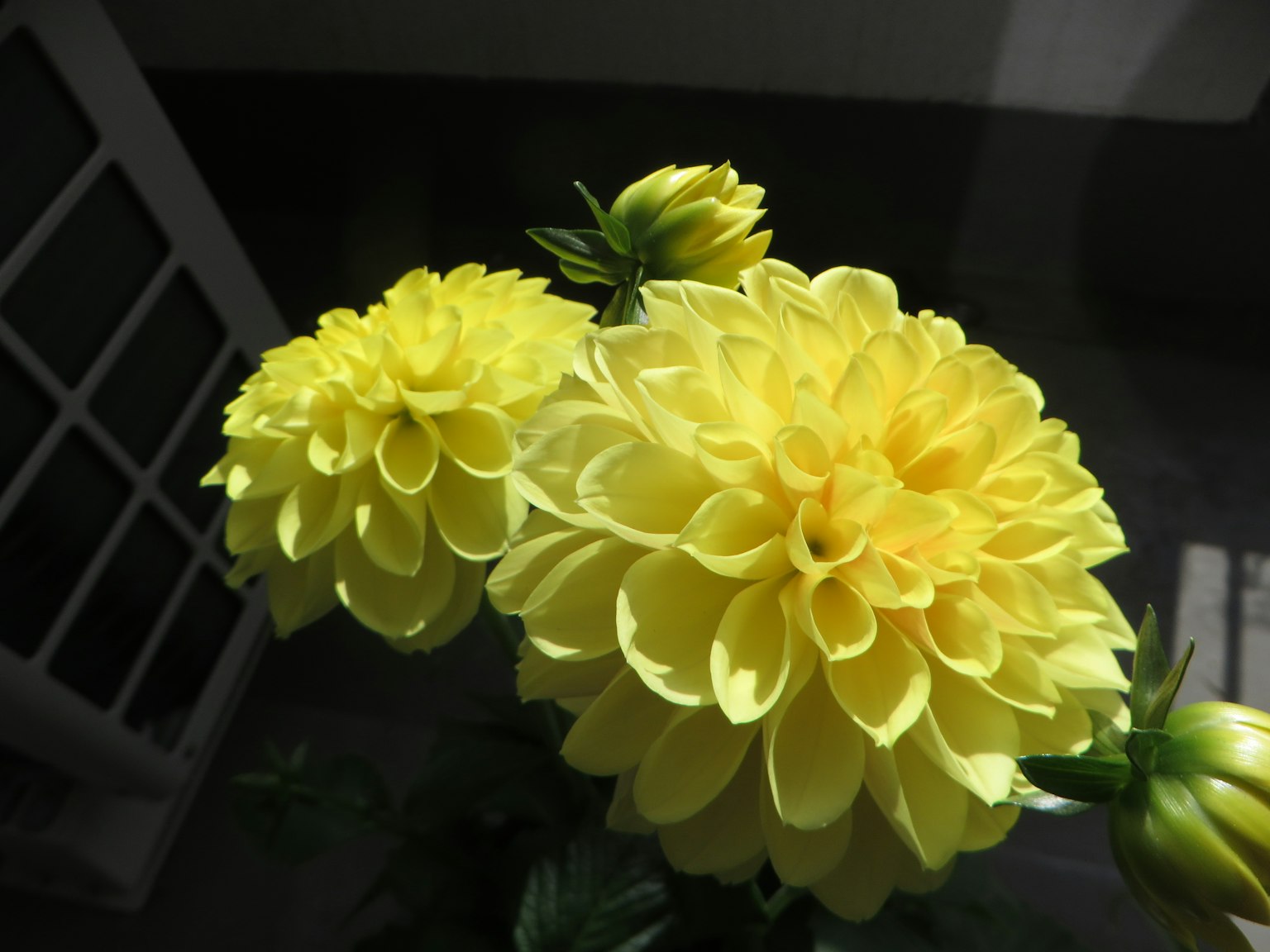 Bunga dahlia kuning cerah yang sedang mekar
