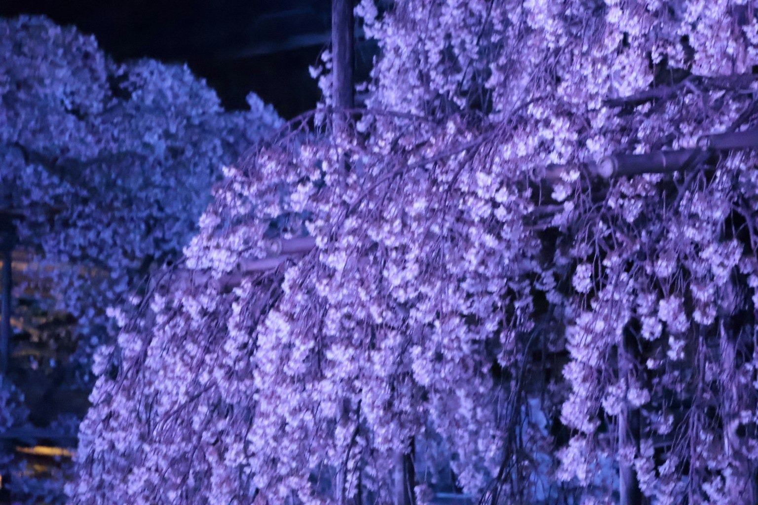 Primo piano di un albero di ciliegio con fiori viola di notte