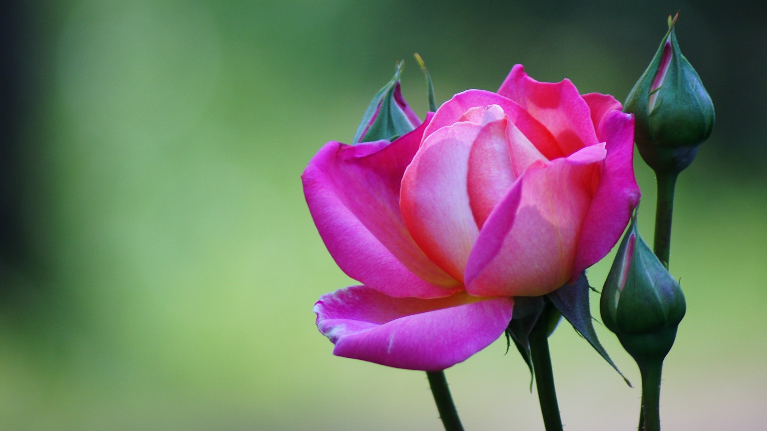 Primer plano de una hermosa rosa rosa con botones