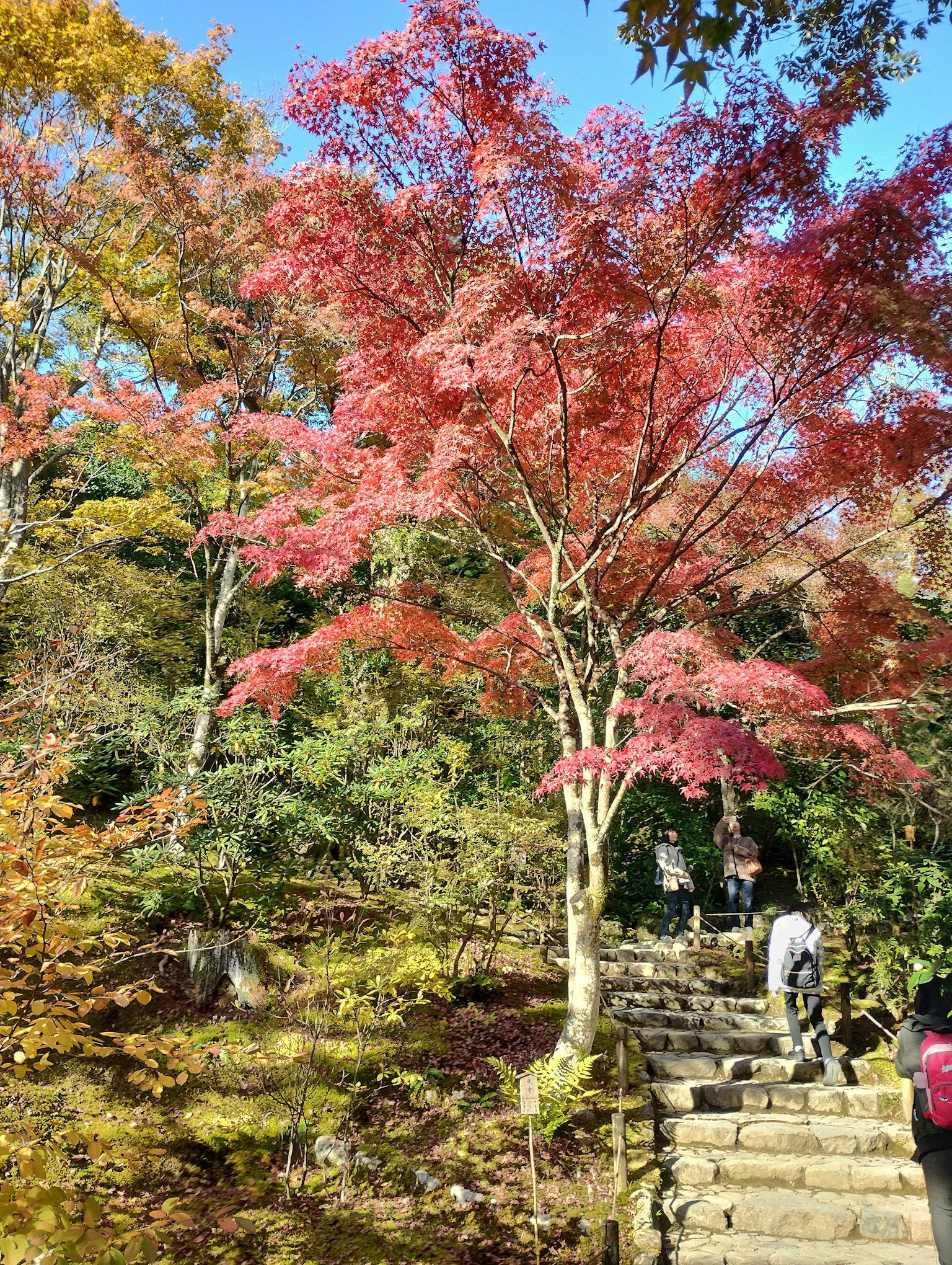 红枫树和石阶的风景