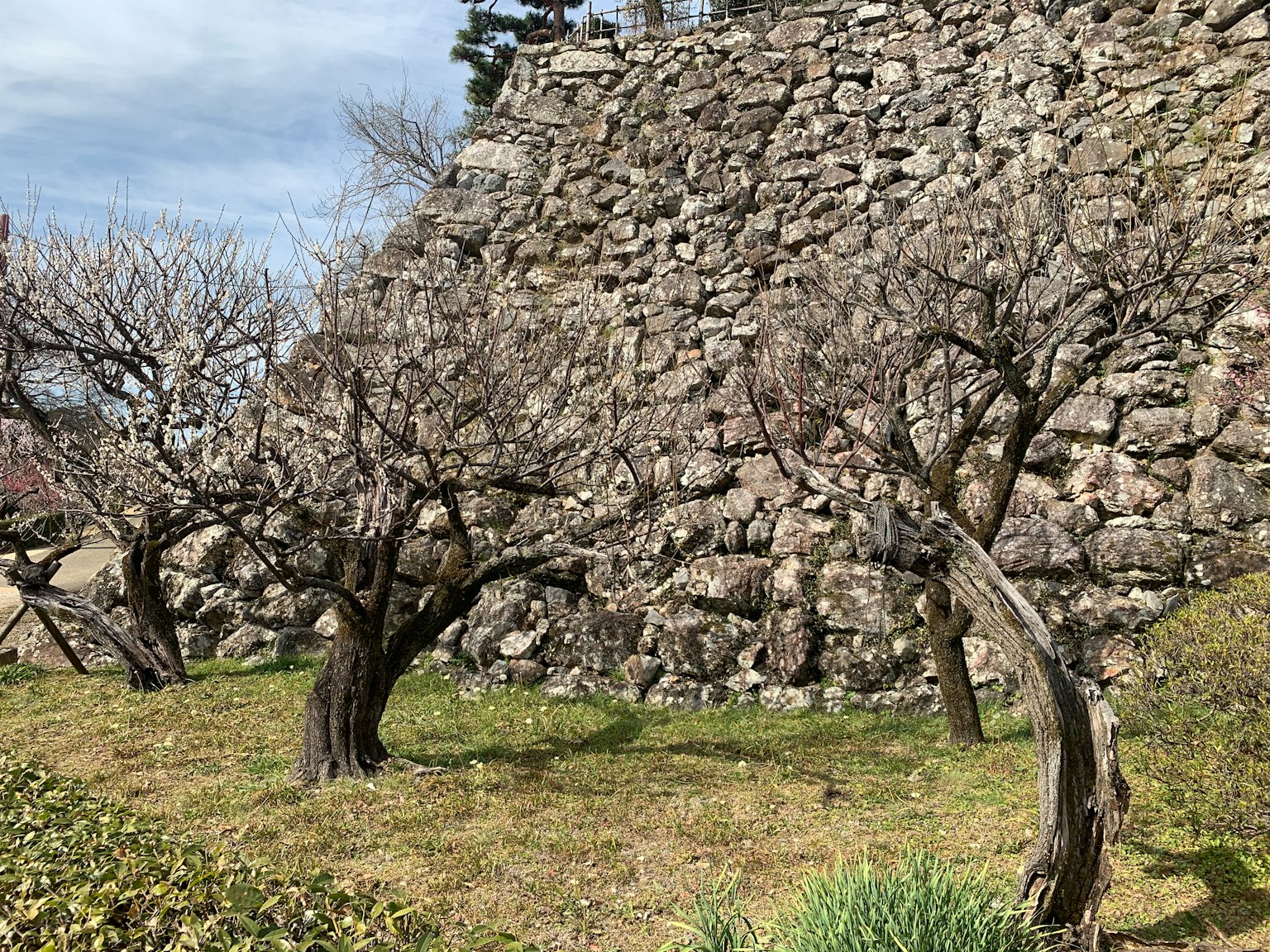 Alberi spogli davanti a un antico muro di pietra con area erbosa