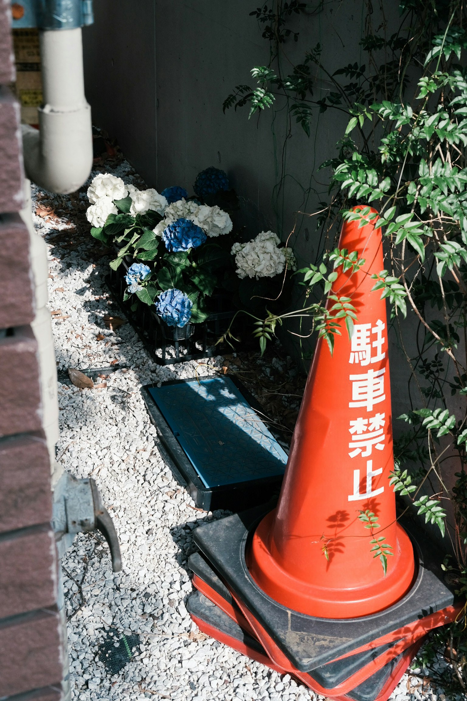 橙色交通锥旁边的白色花朵和碎石小路