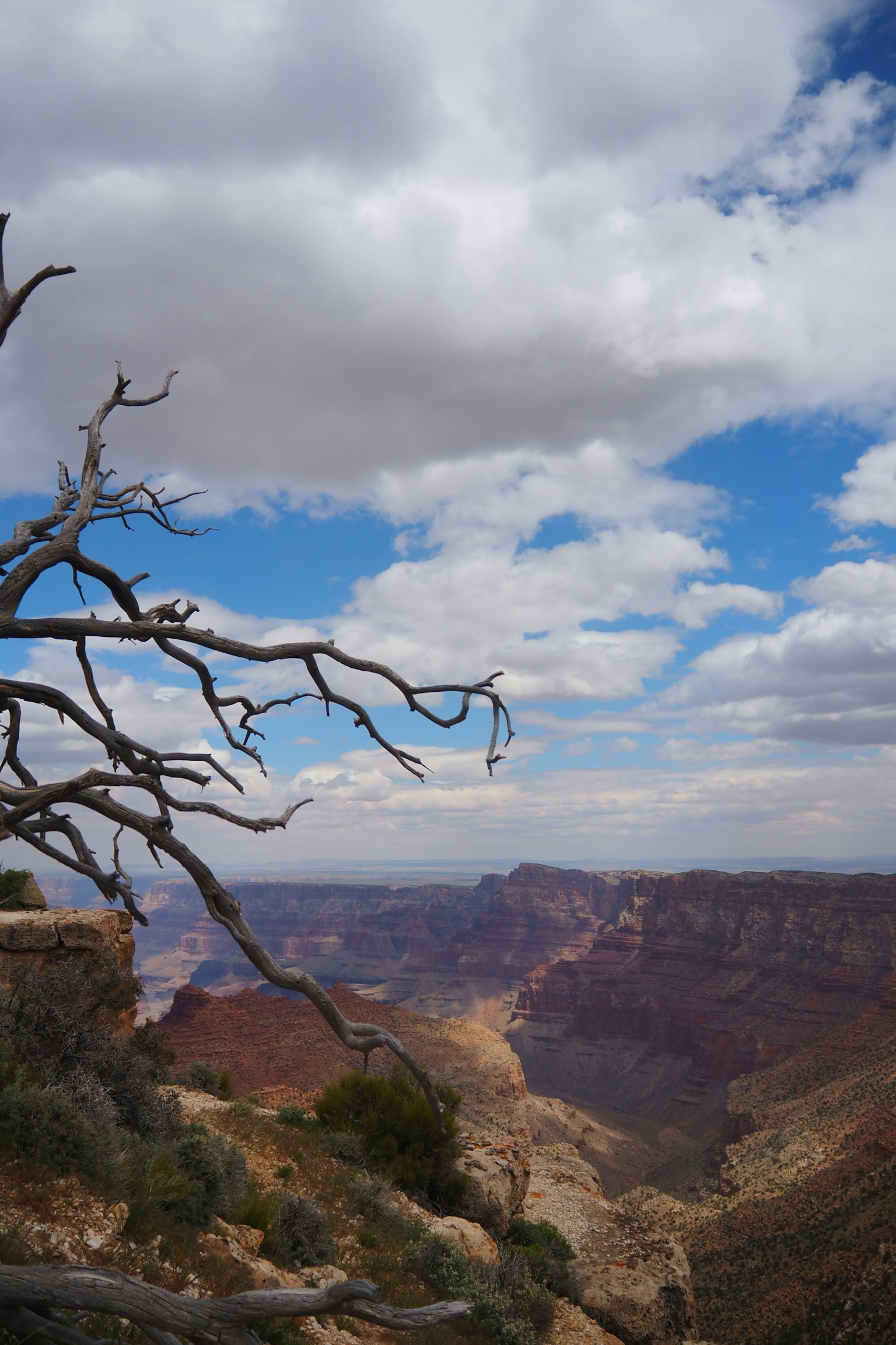 Branches d'arbres nues devant un vaste paysage de canyon sous un ciel nuageux
