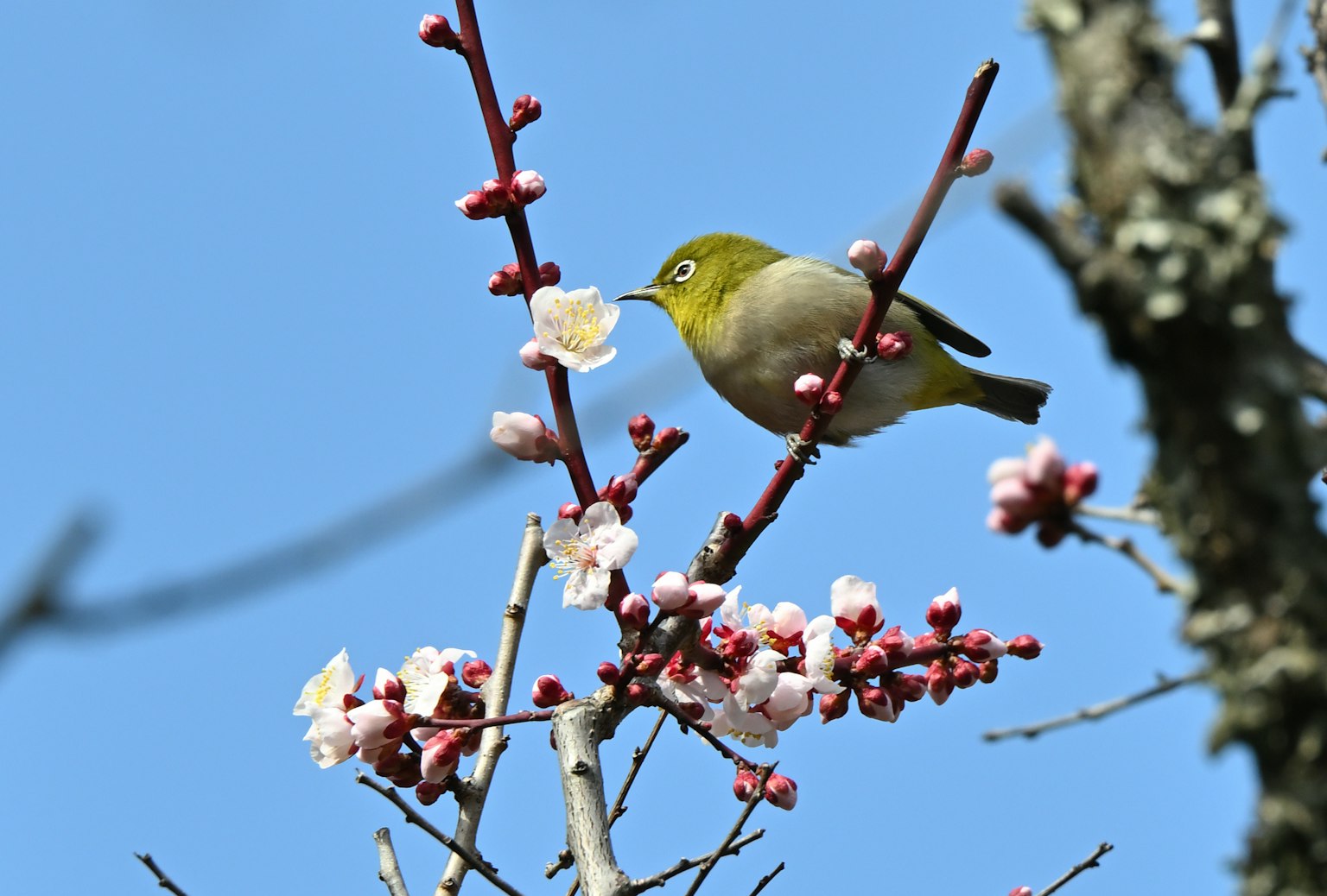 Un oiseau yeux blancs japonais perché sur une branche de fleur de prunier sous un ciel bleu