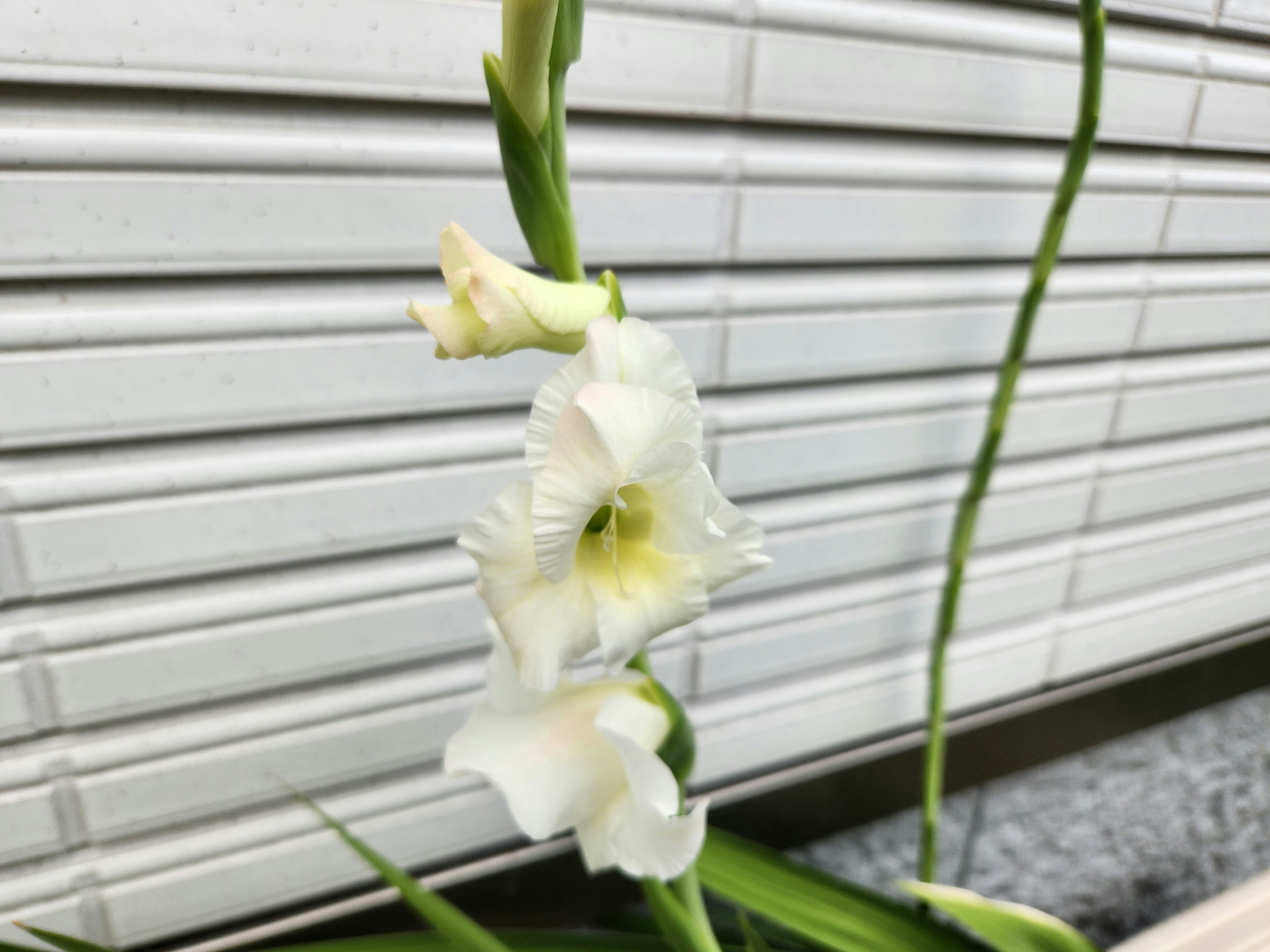 白い蘭の花とつぼみのクローズアップ
