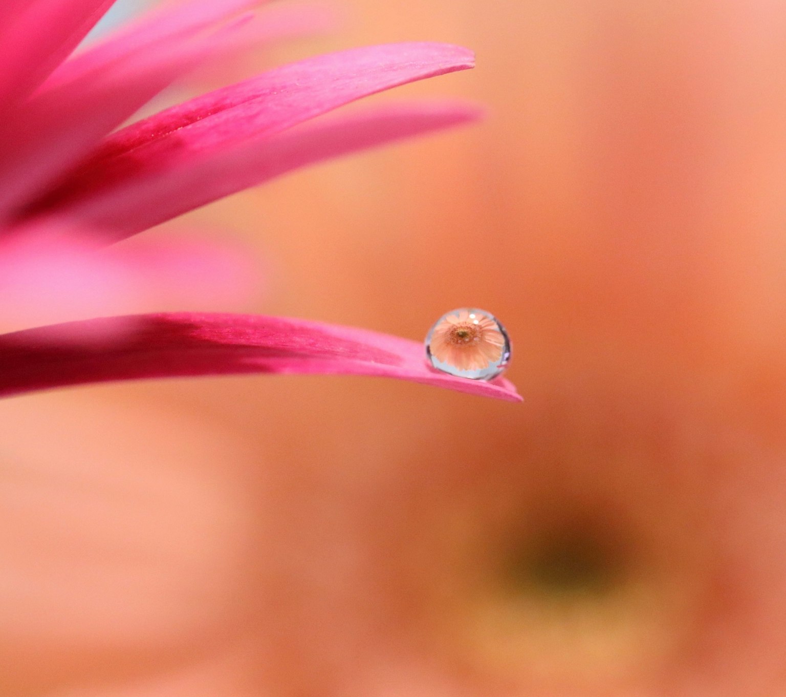 Foto macro de un pétalo de flor rosa con una gota de agua en la punta fondo naranja suave