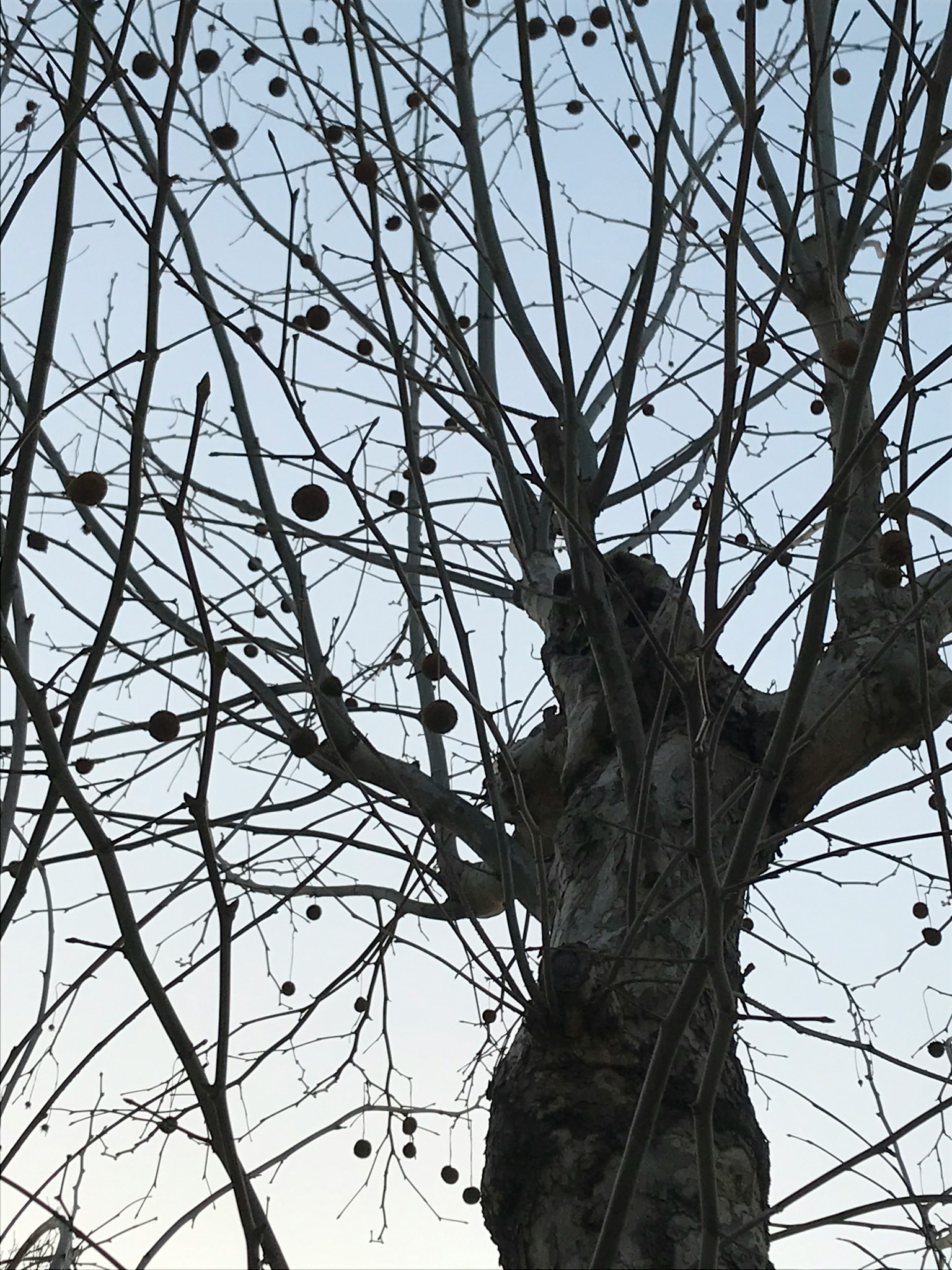 Ein Winterbaum mit kahlen Ästen, die zum Himmel zeigen sichtbare Fruchtreste