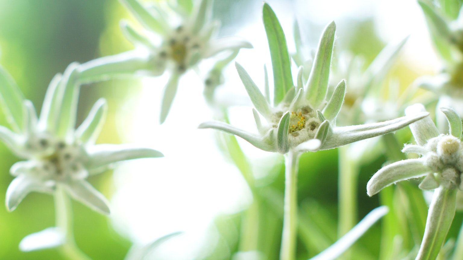 Flores de edelweiss blancas floreciendo sobre un fondo verde