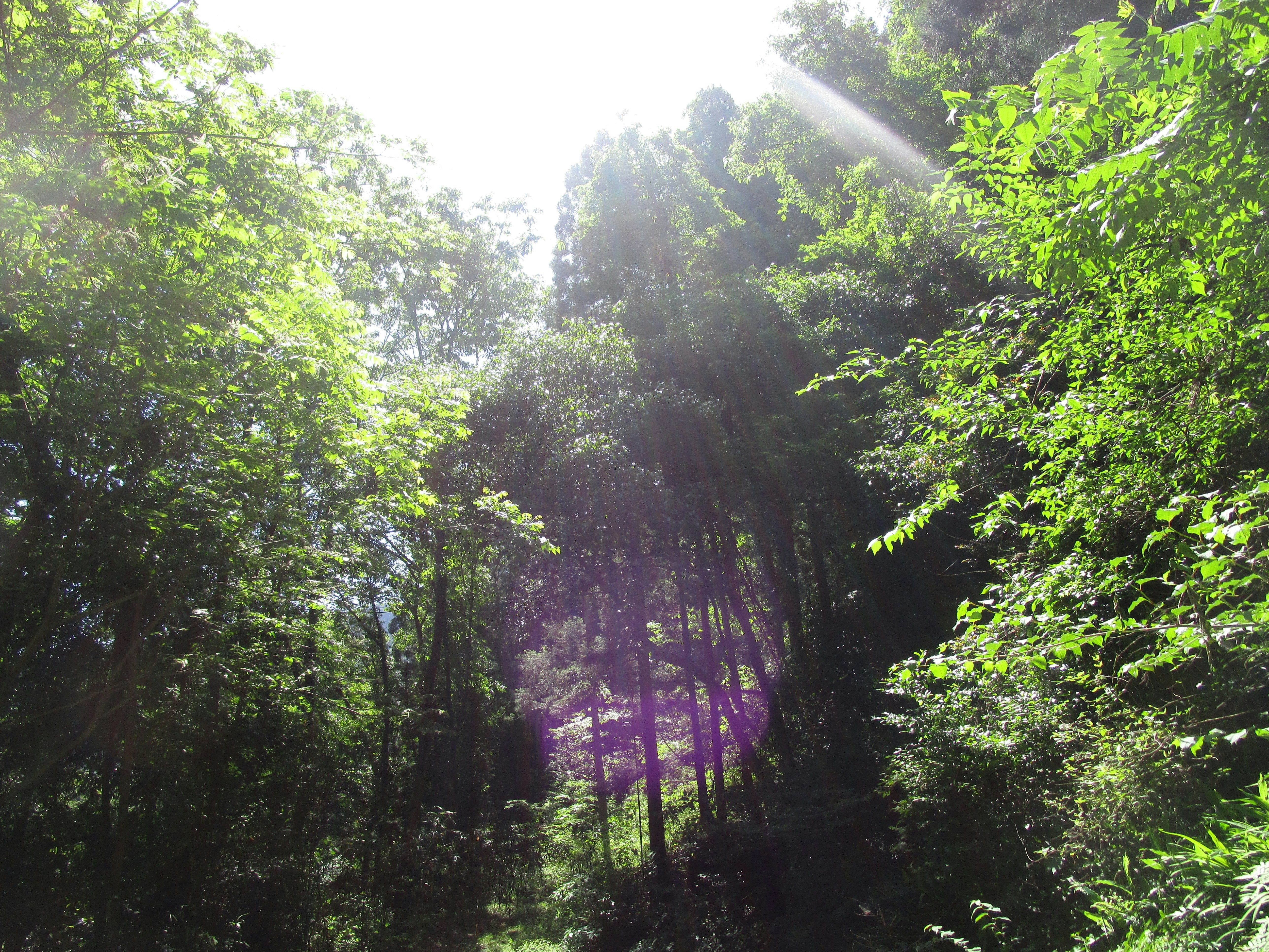 木漏れ日の差す緑の森の風景