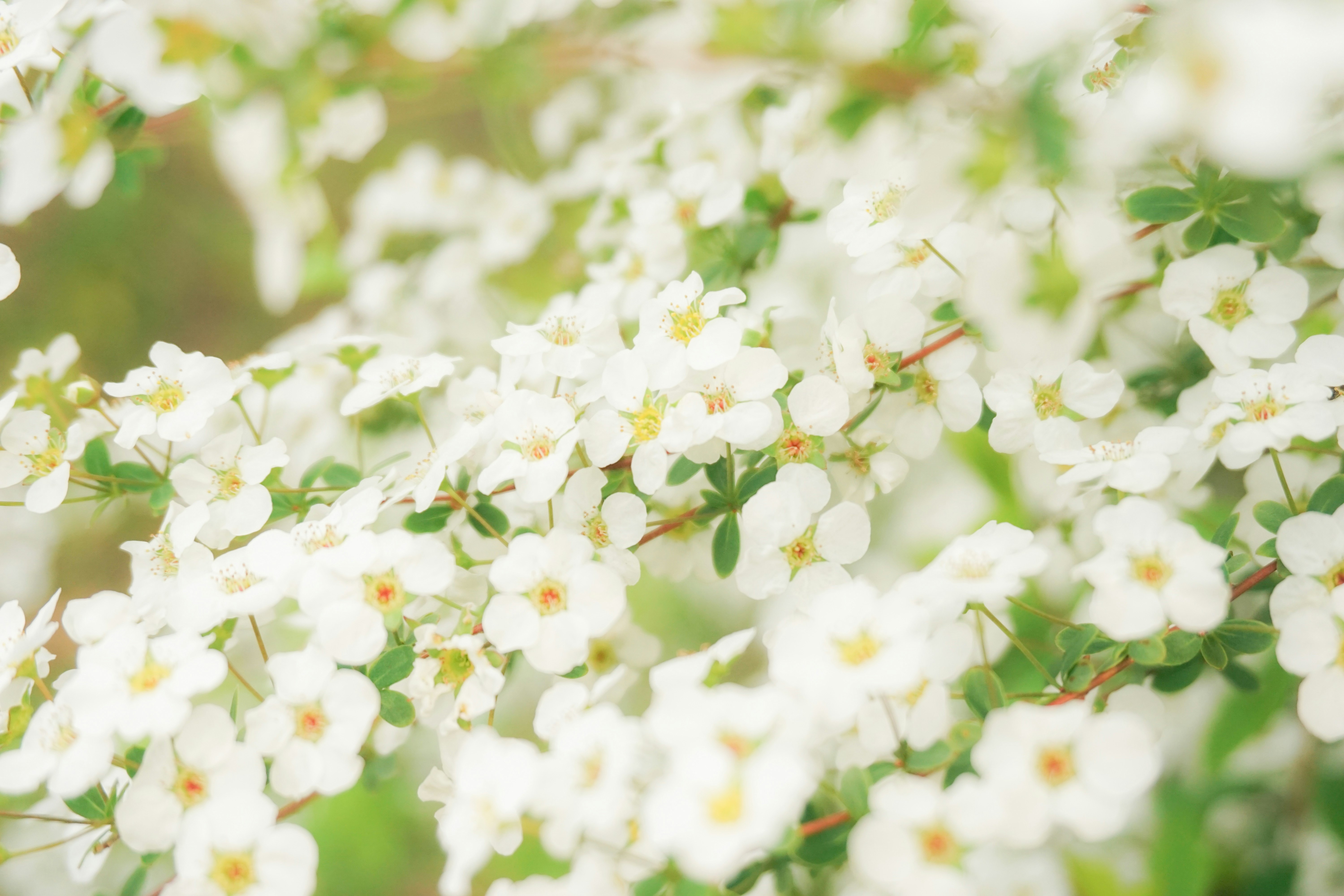白い花が咲き乱れる春の庭の花房