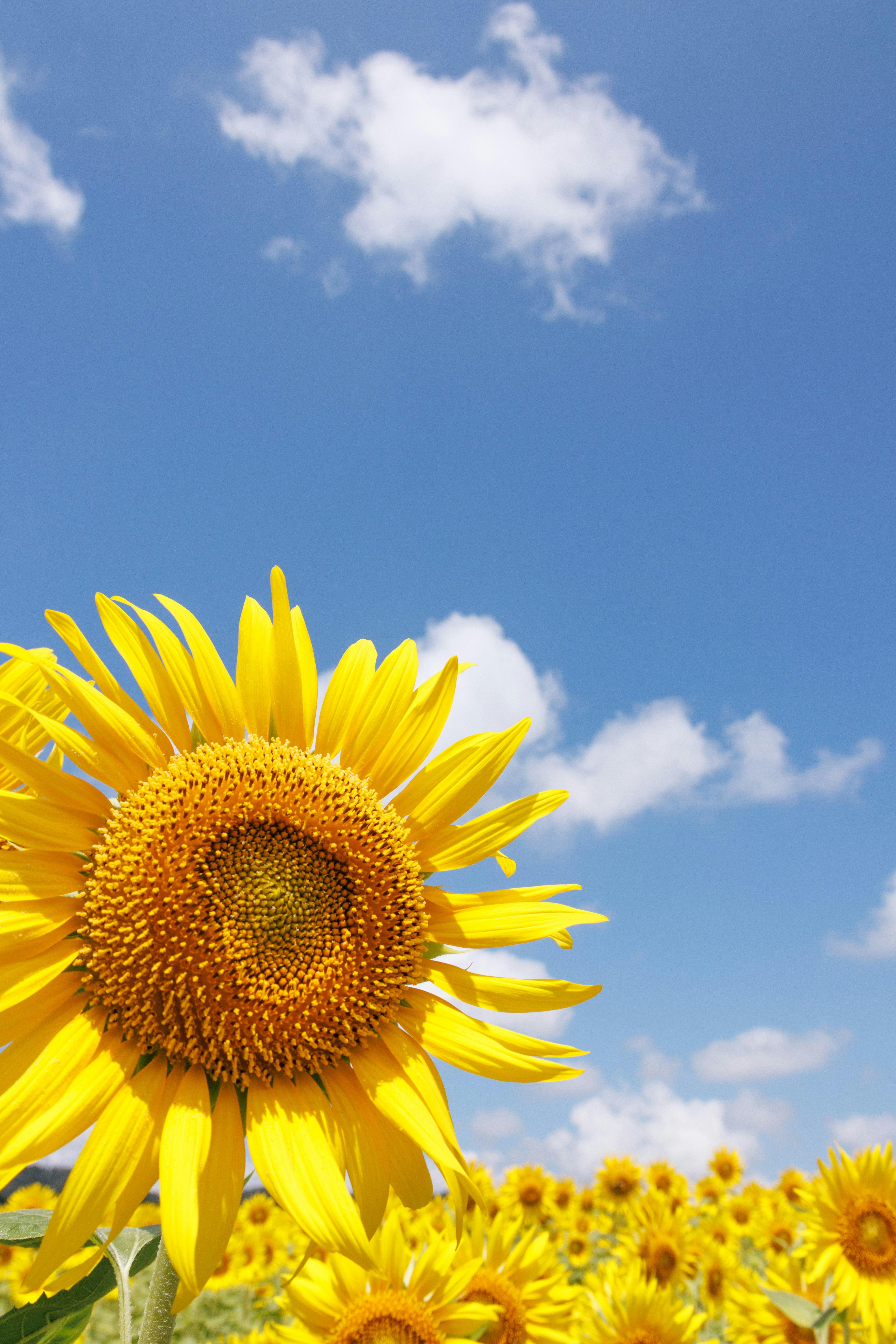 青空の下で咲くひまわりの花