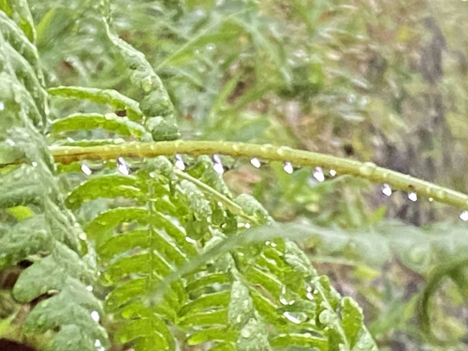 绿色蕨类植物叶子上有露珠