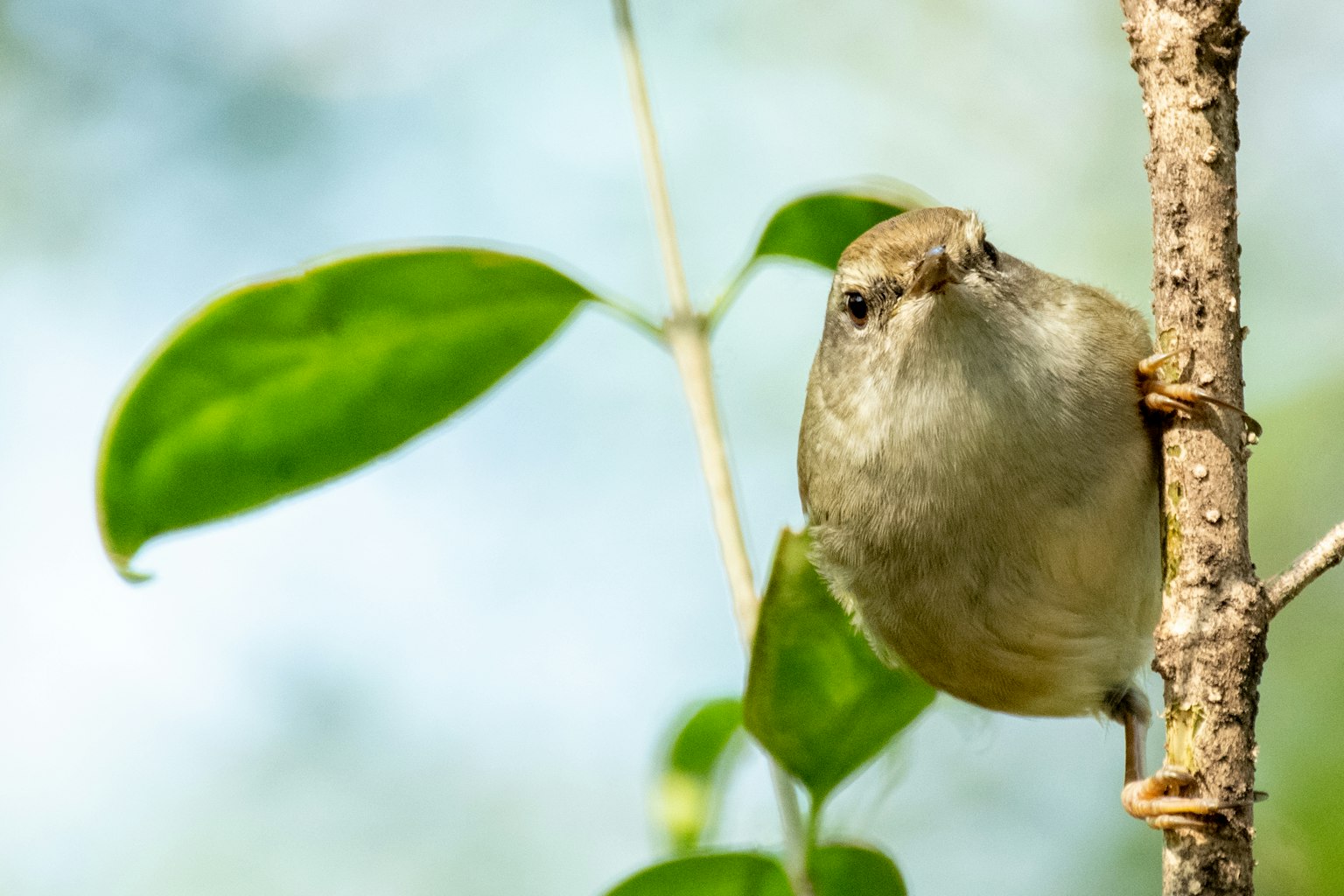 Un petit oiseau perché sur un tronc d'arbre avec un arrière-plan de feuilles vertes
