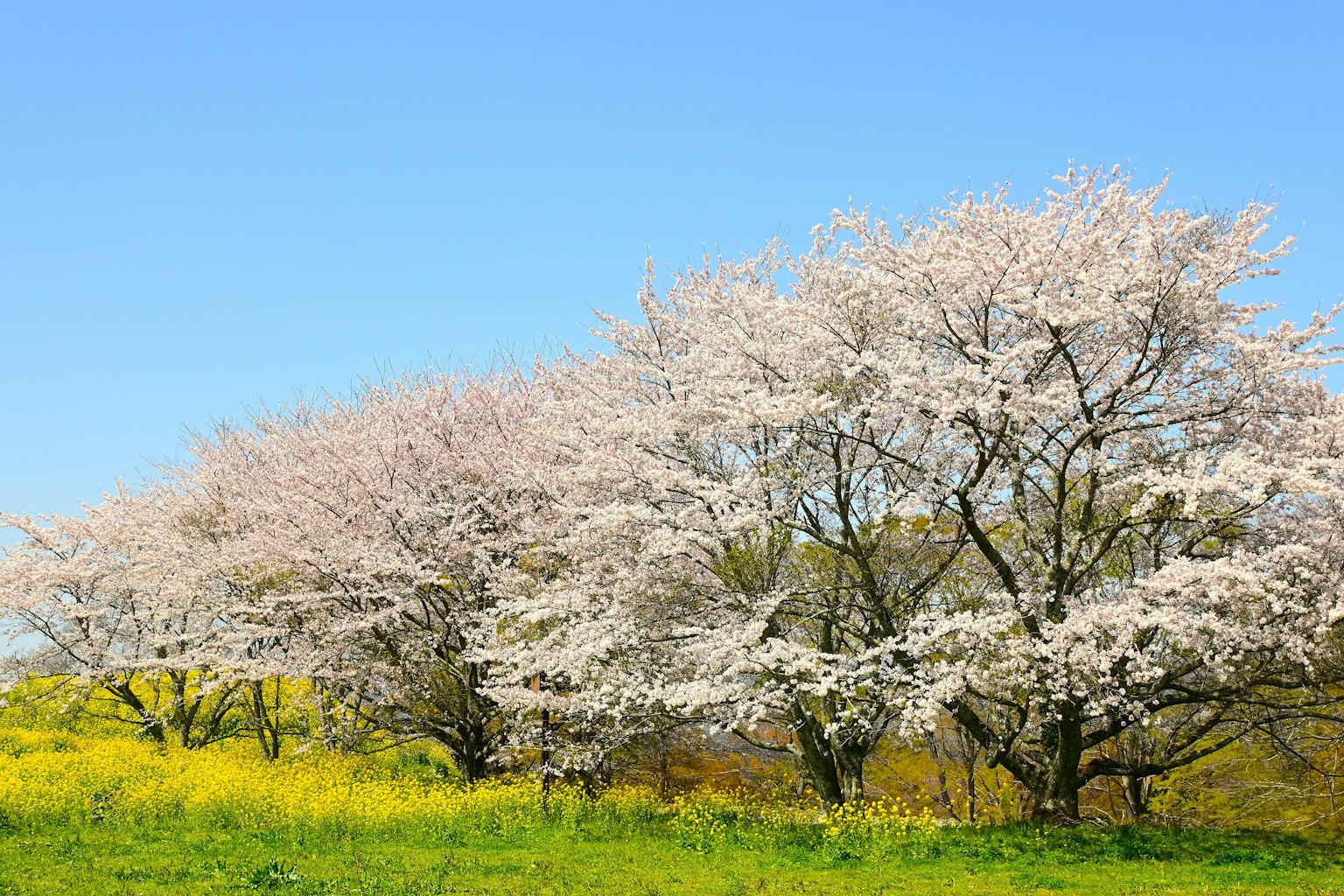 Pohon sakura mekar di bawah langit biru cerah