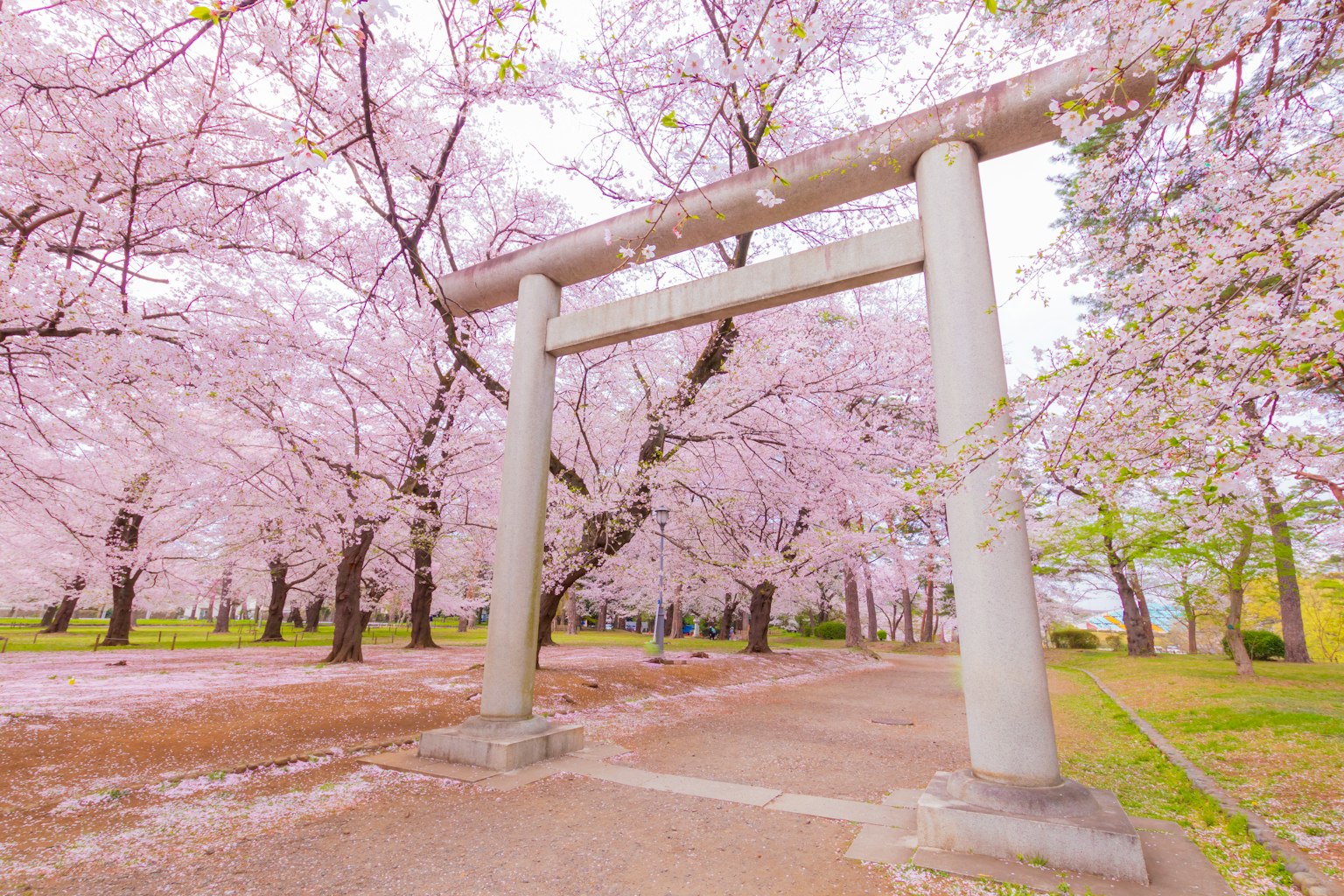 Torii gate in a park surrounded by blooming cherry blossoms