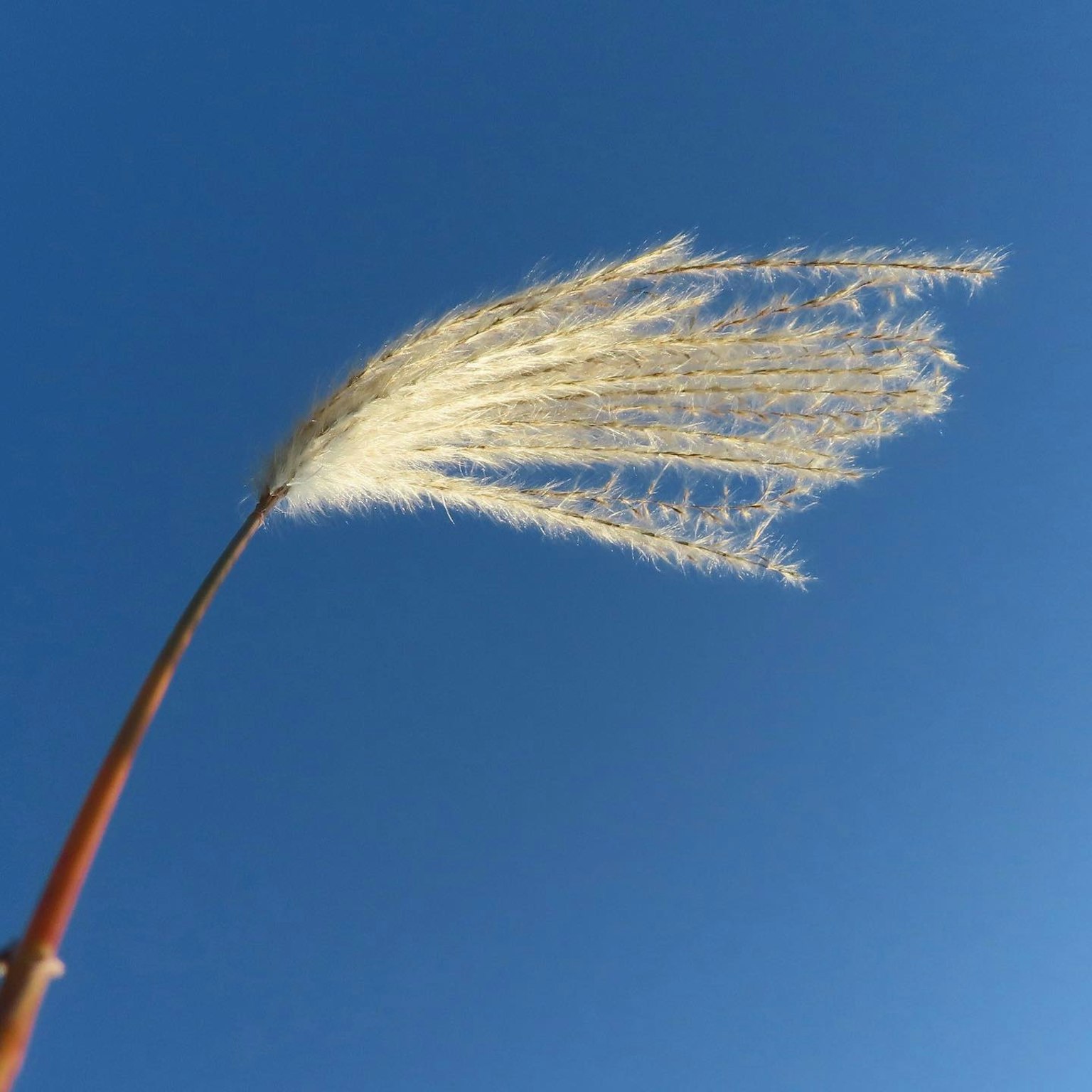 柔软的白色草穗伸向蓝天