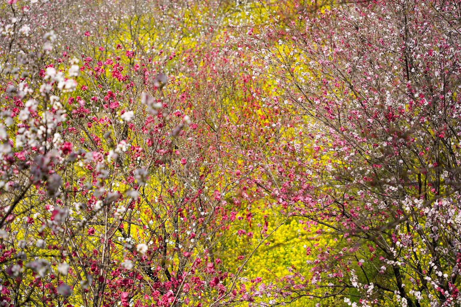 ทิวทัศน์ที่มีชีวิตชีวาเต็มไปด้วยดอกไม้บานในเฉดสีชมพูและขาว