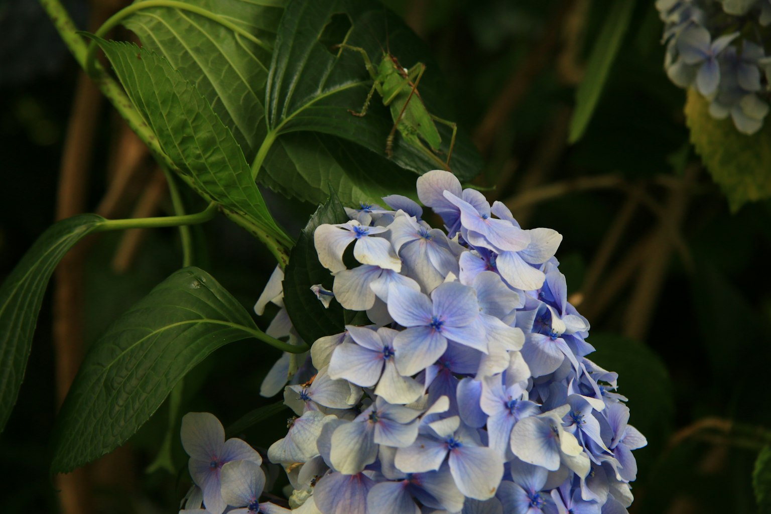 Sauterelle verte se reposant sur des fleurs d'hortensia bleues