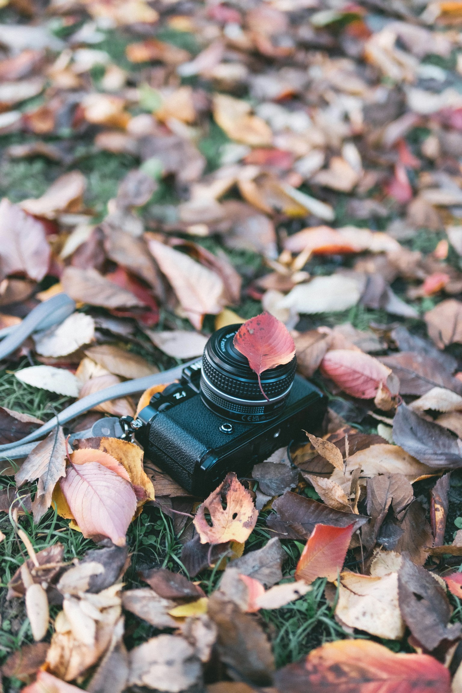 Camera resting on colorful autumn leaves with a single leaf on top