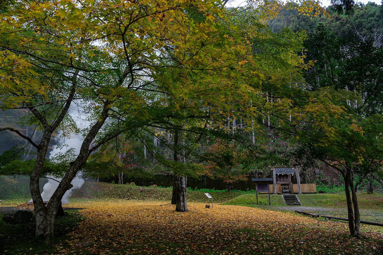 Scena di parco con foglie autunnali cadute a terra alberi gialli e una foresta sullo sfondo