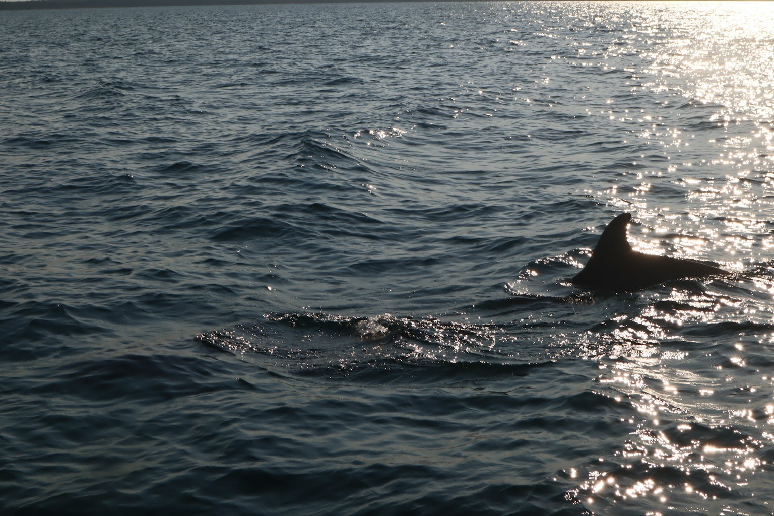 Silhouette of a dolphin on the water with sparkling reflections