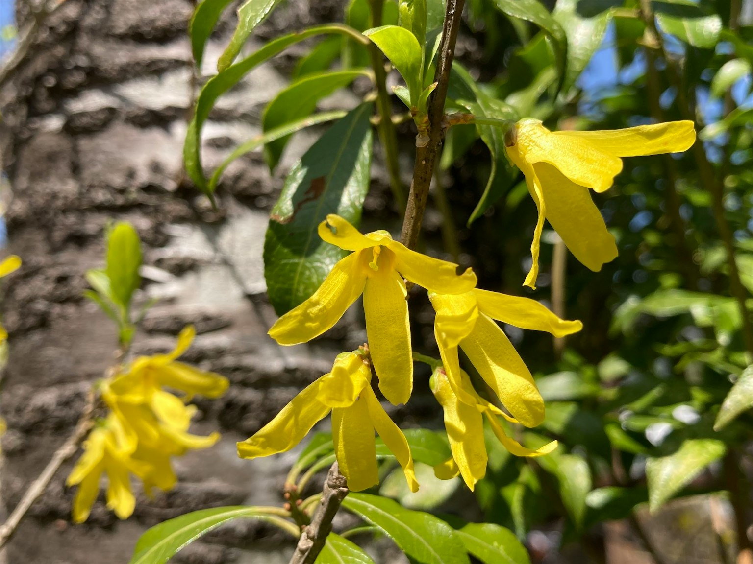 Gros plan de fleurs jaunes en fleurs sur une branche d'arbre