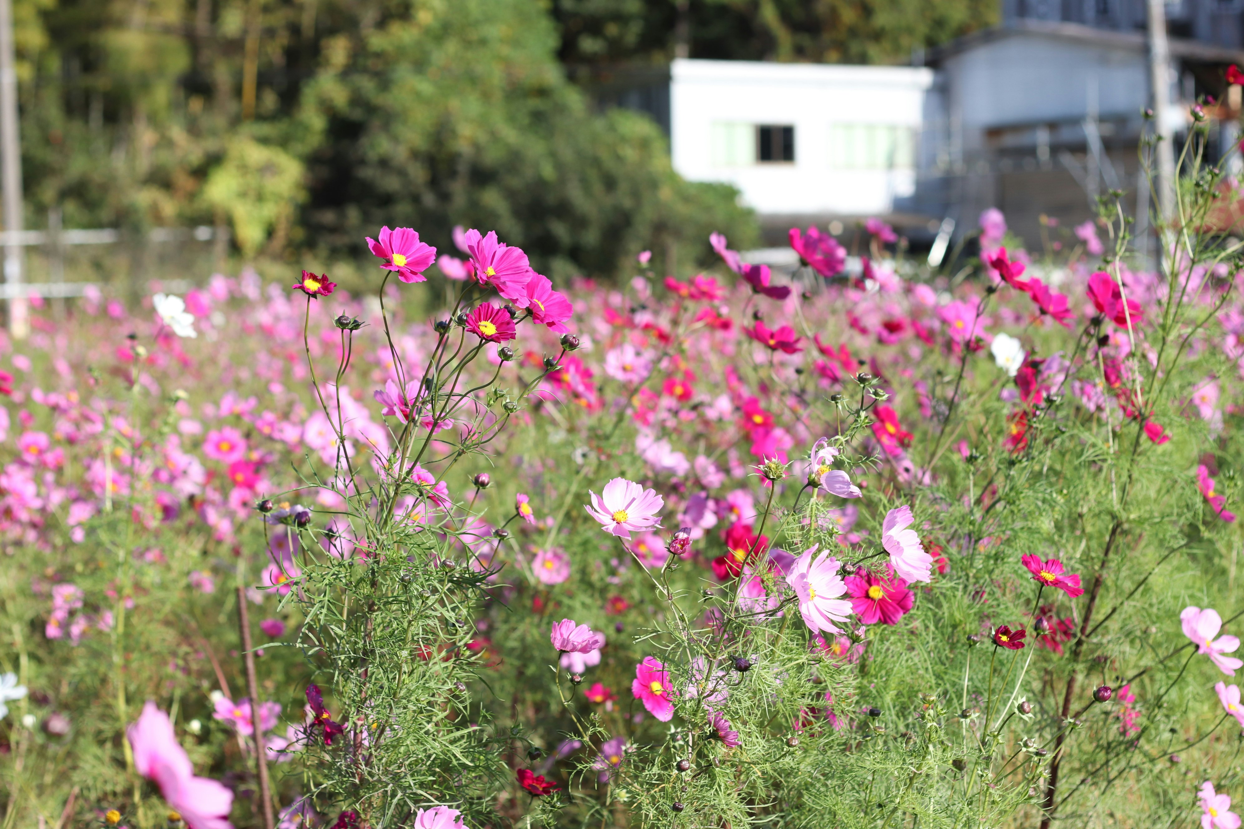 花壇のピンクと白のコスモスが咲く公園の緑