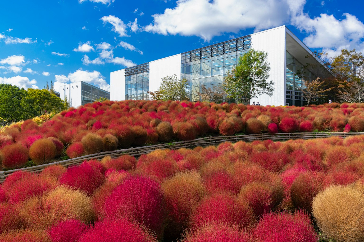 Una collina coperta di piante rosse e rosa con un edificio moderno sullo sfondo
