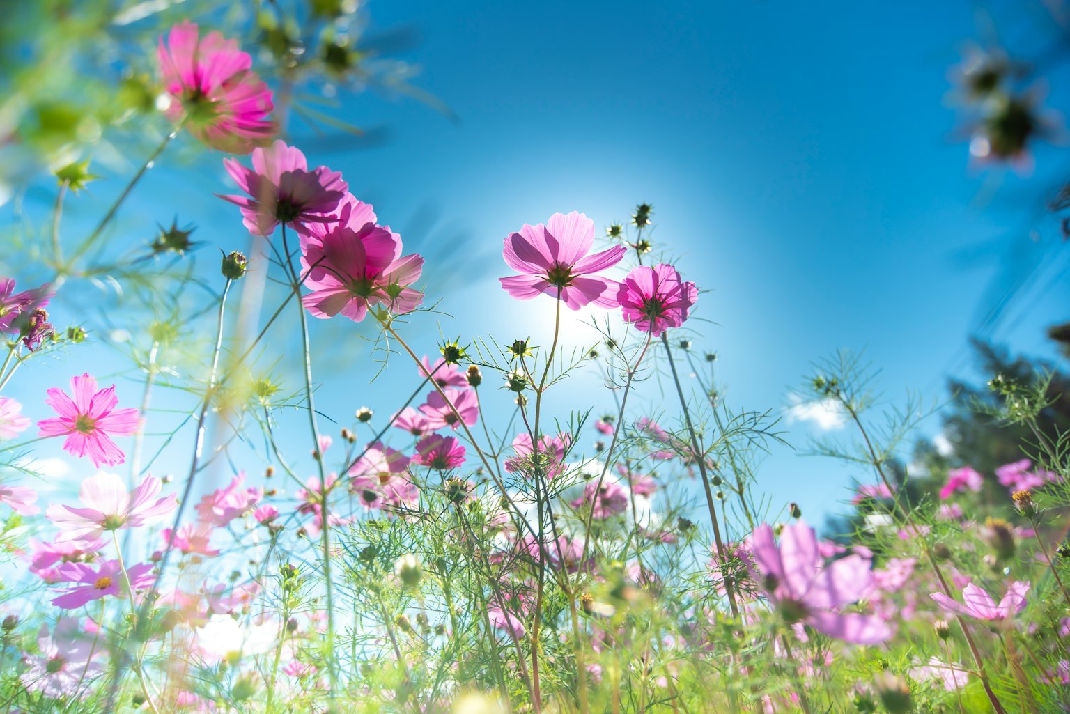 Fleurs de cosmos roses épanouies sous un ciel bleu