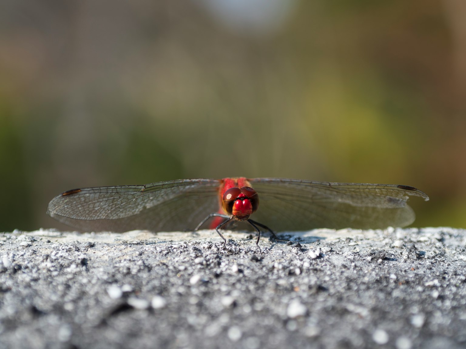 Una libellula con una testa rossa è in primo piano