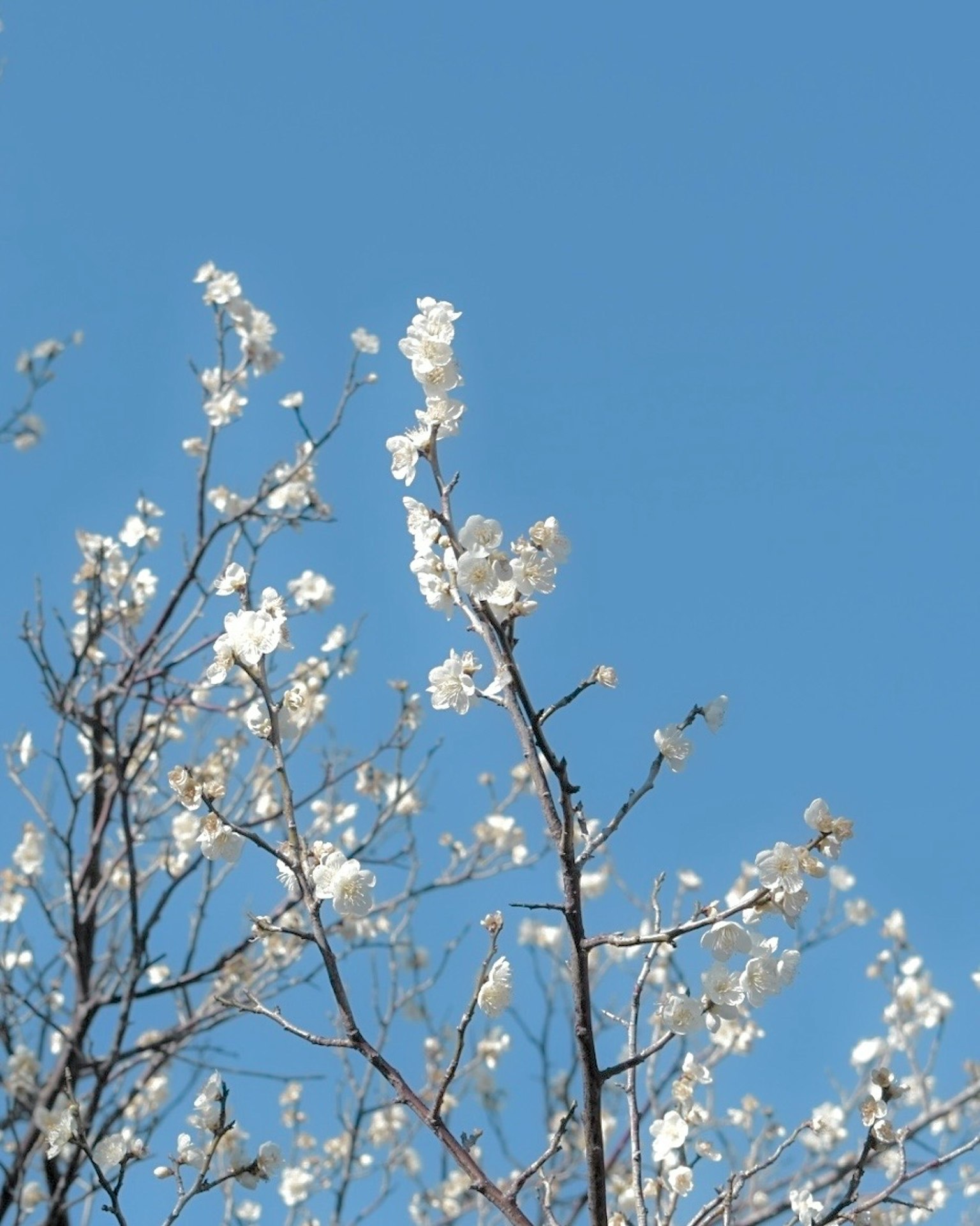 Rami di un albero con fiori bianchi contro un cielo blu