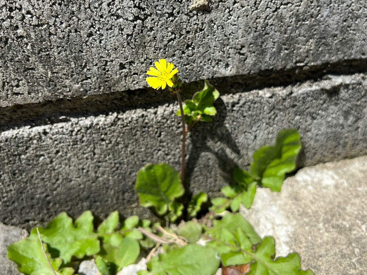 Piccola fiore giallo e foglie verdi che crescono tra i blocchi di cemento