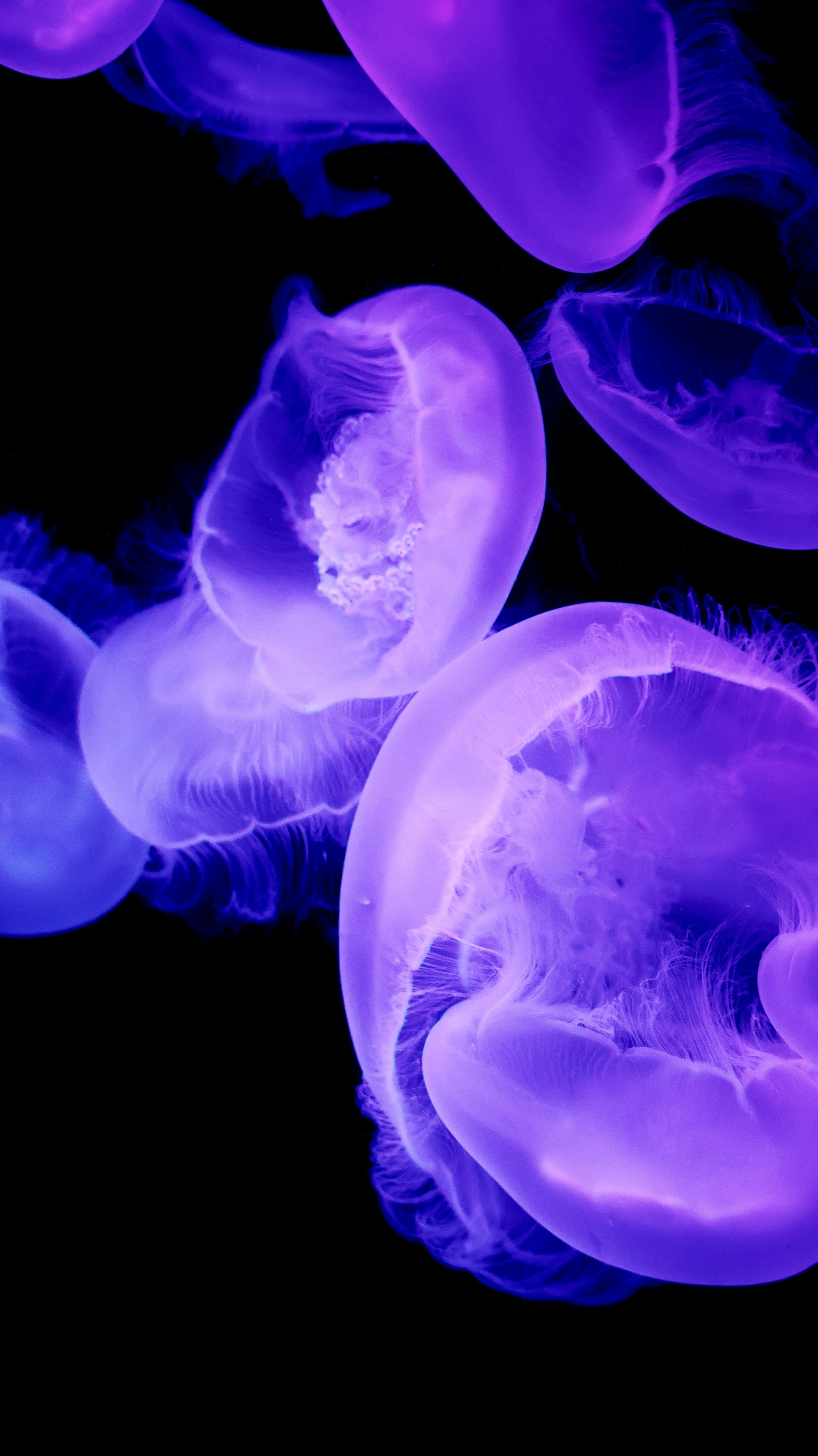 ภาพของแมงกะพรุนสีม่วงเรืองแสงบนพื้นหลังสีเข้ม