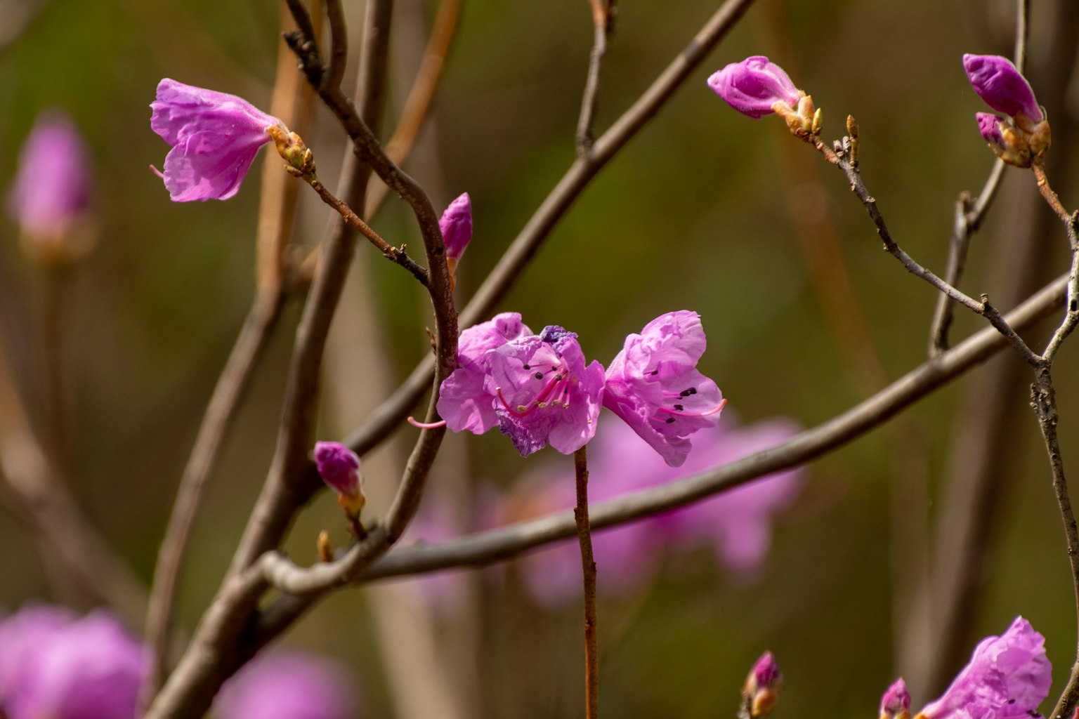 Primo piano di rami con delicati fiori rosa