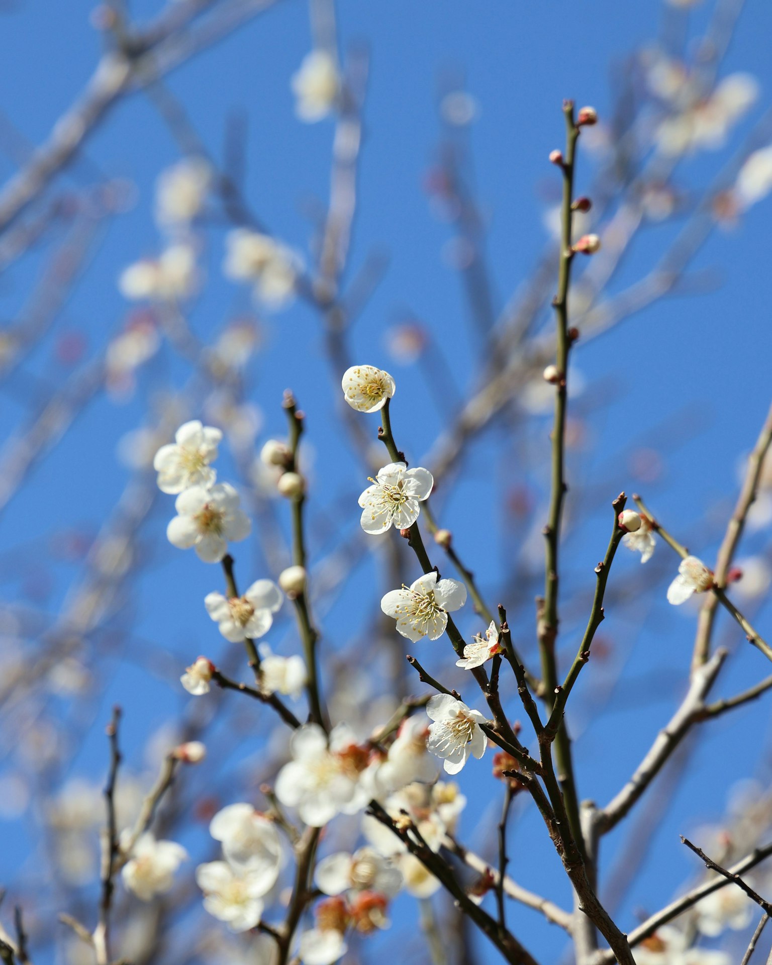 Flores de ciruelo blancas contra un cielo azul claro