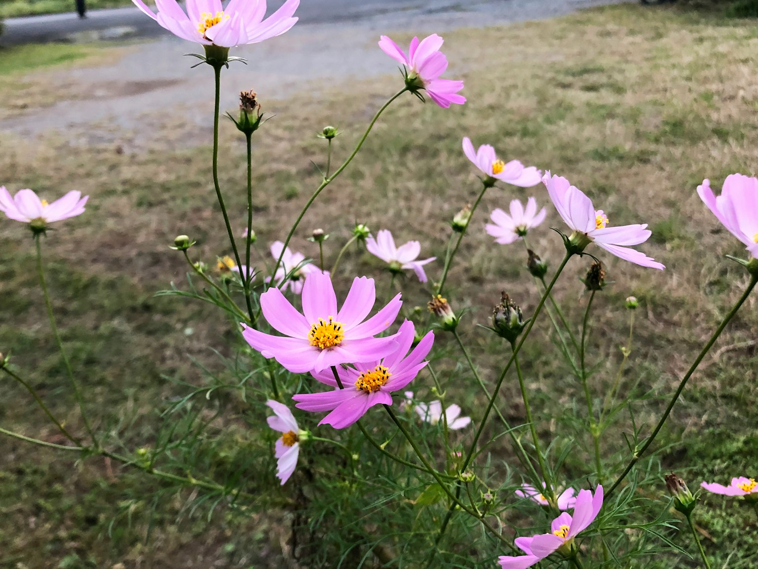 풀밭에 핀 분홍색 코스모스 꽃 다발
