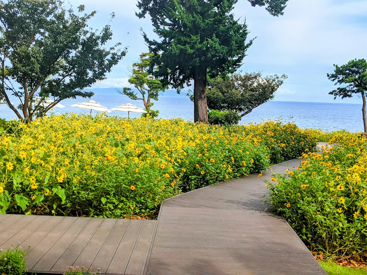 Camino de madera rodeado de flores amarillas con vista al mar